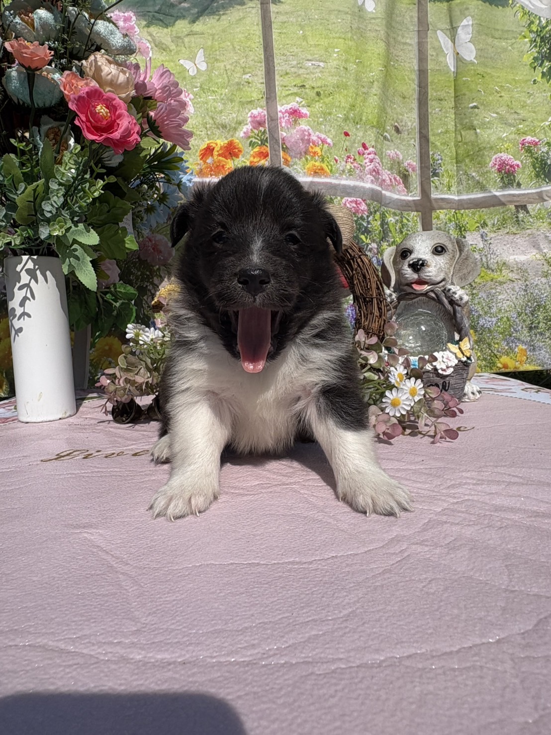 シェルティ　トライカラー　メス　2