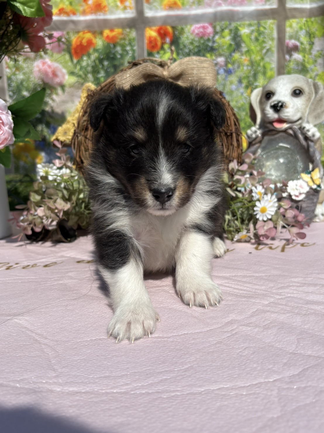 シェルティ　トライカラー　メス1