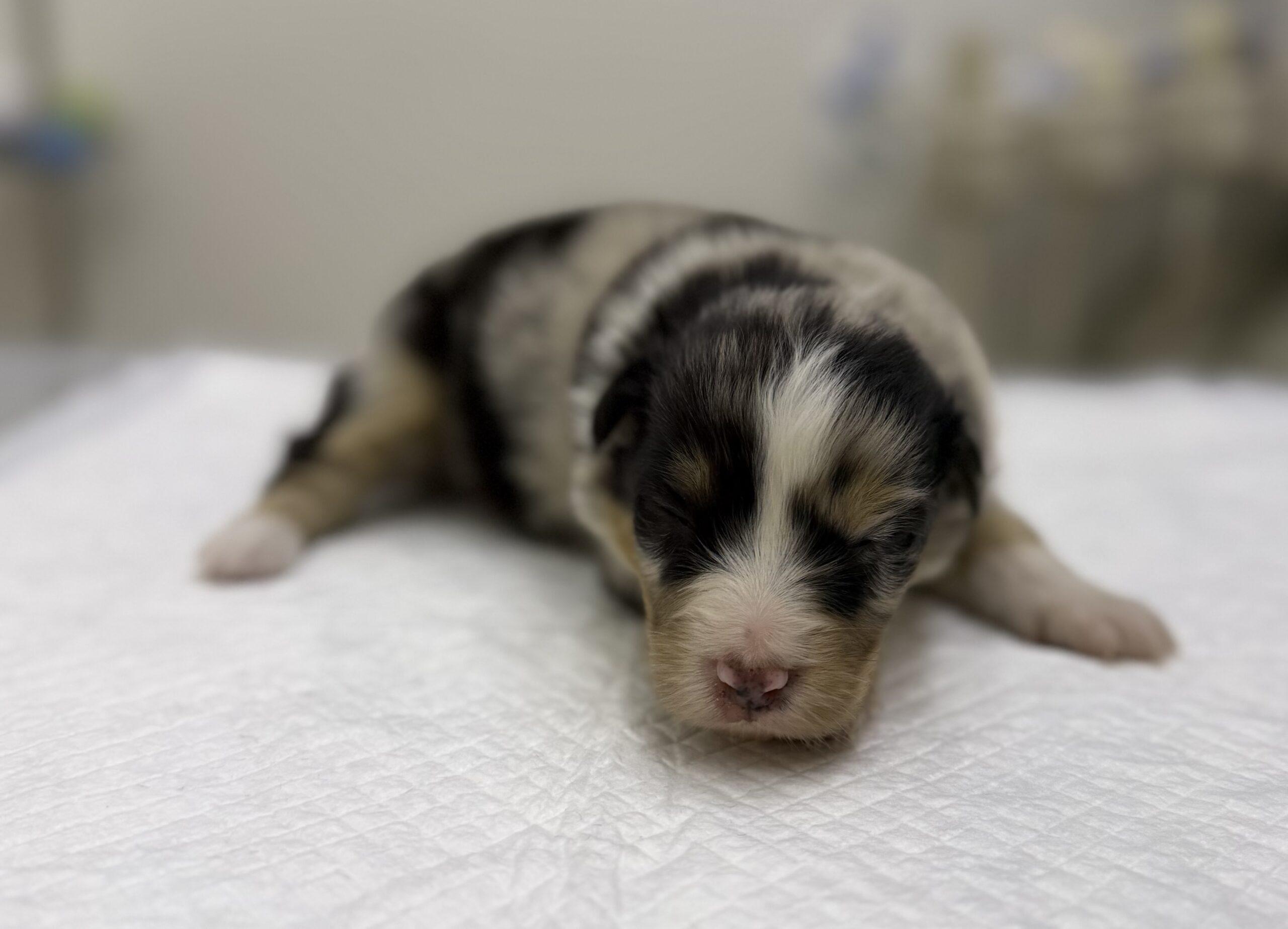 オーストラリアンシェパード　ブルーマール　メス