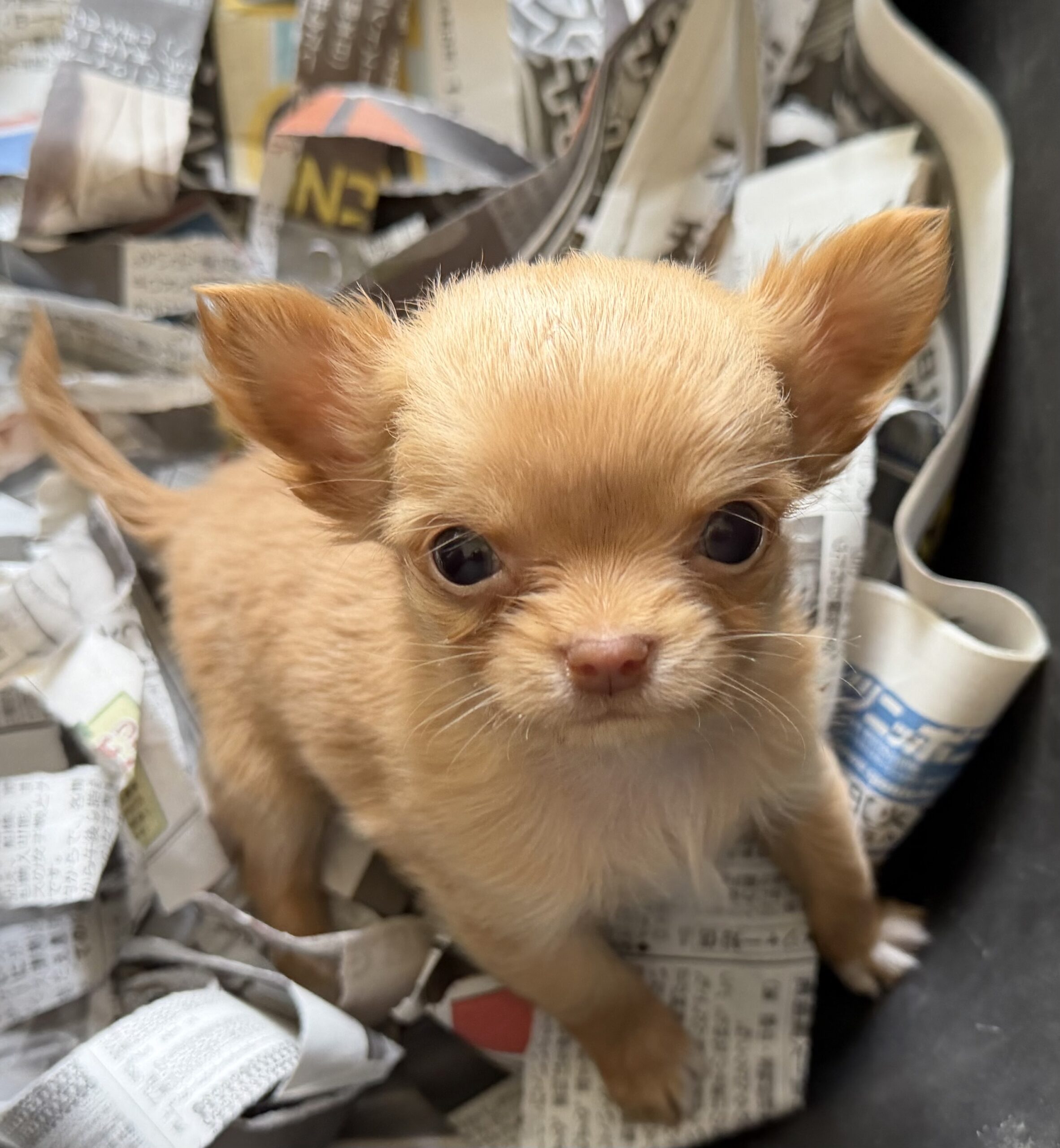 1/9日生まれ　レッド　♀