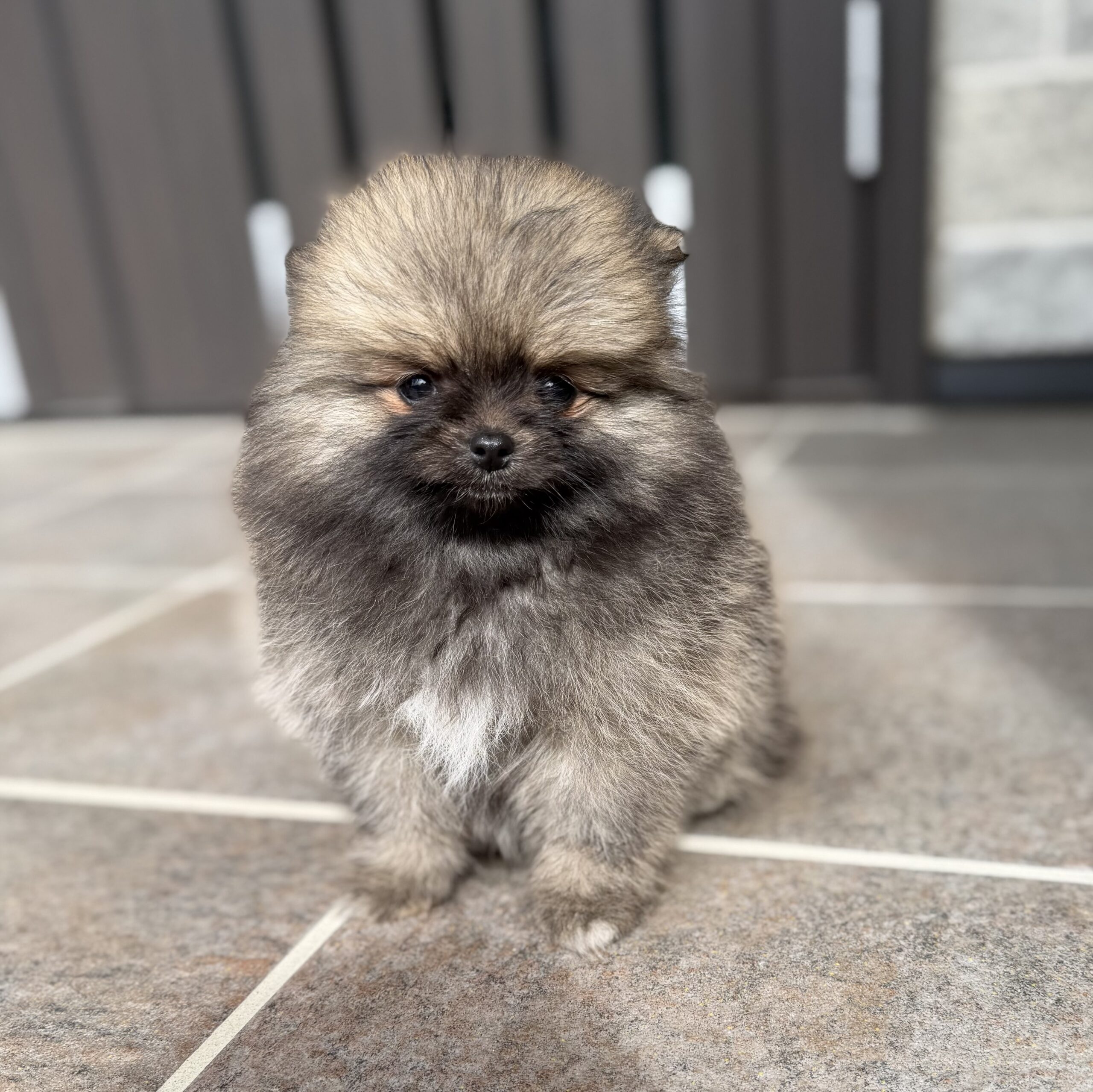 ポメラニアン　セーブル　メス