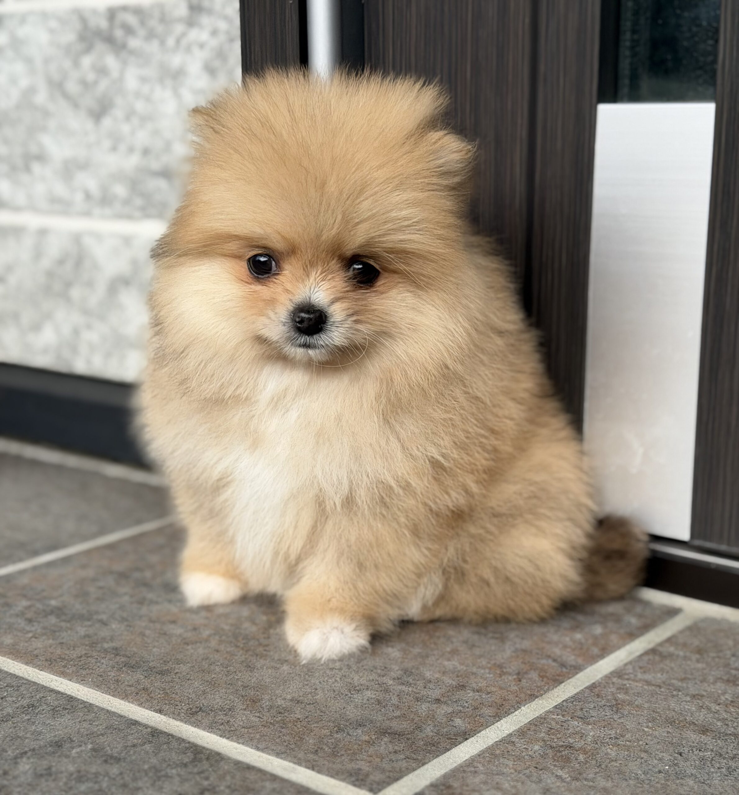 ポメラニアン　オレンジ