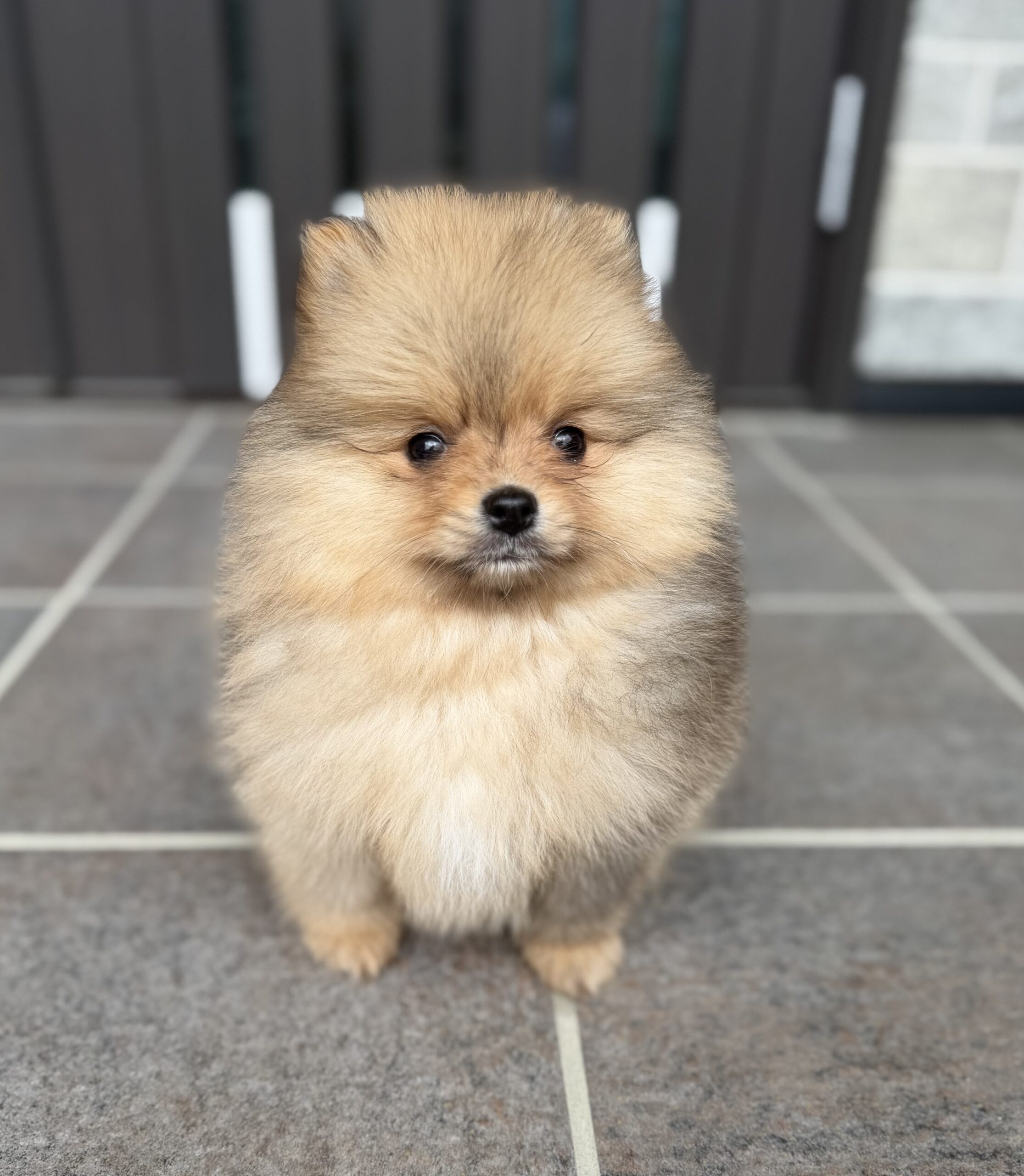 ポメラニアン　オレンジマール