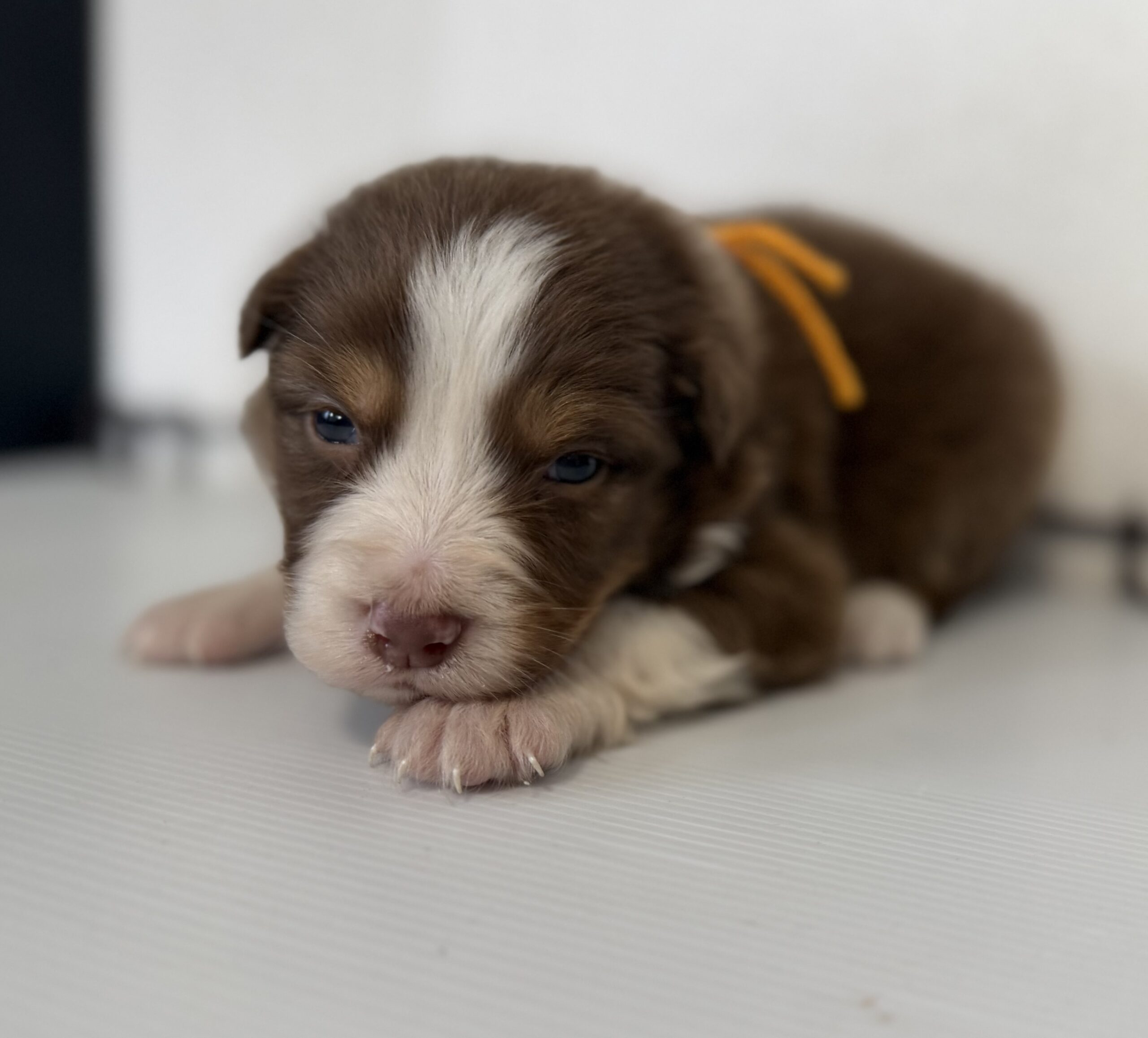 オーストラリアンシェパード　レッドトライ　オレンジリボン