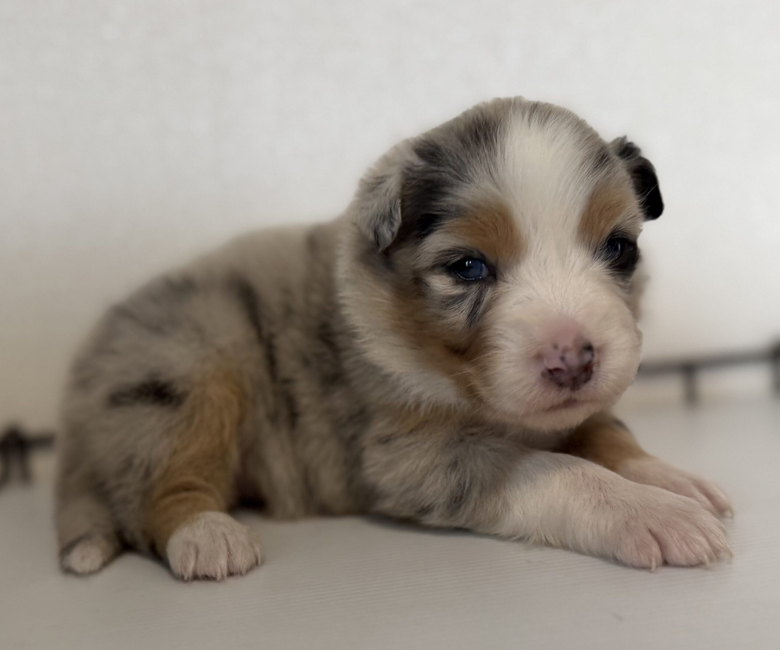 オーストラリアンシェパード　ブルーマール　メス