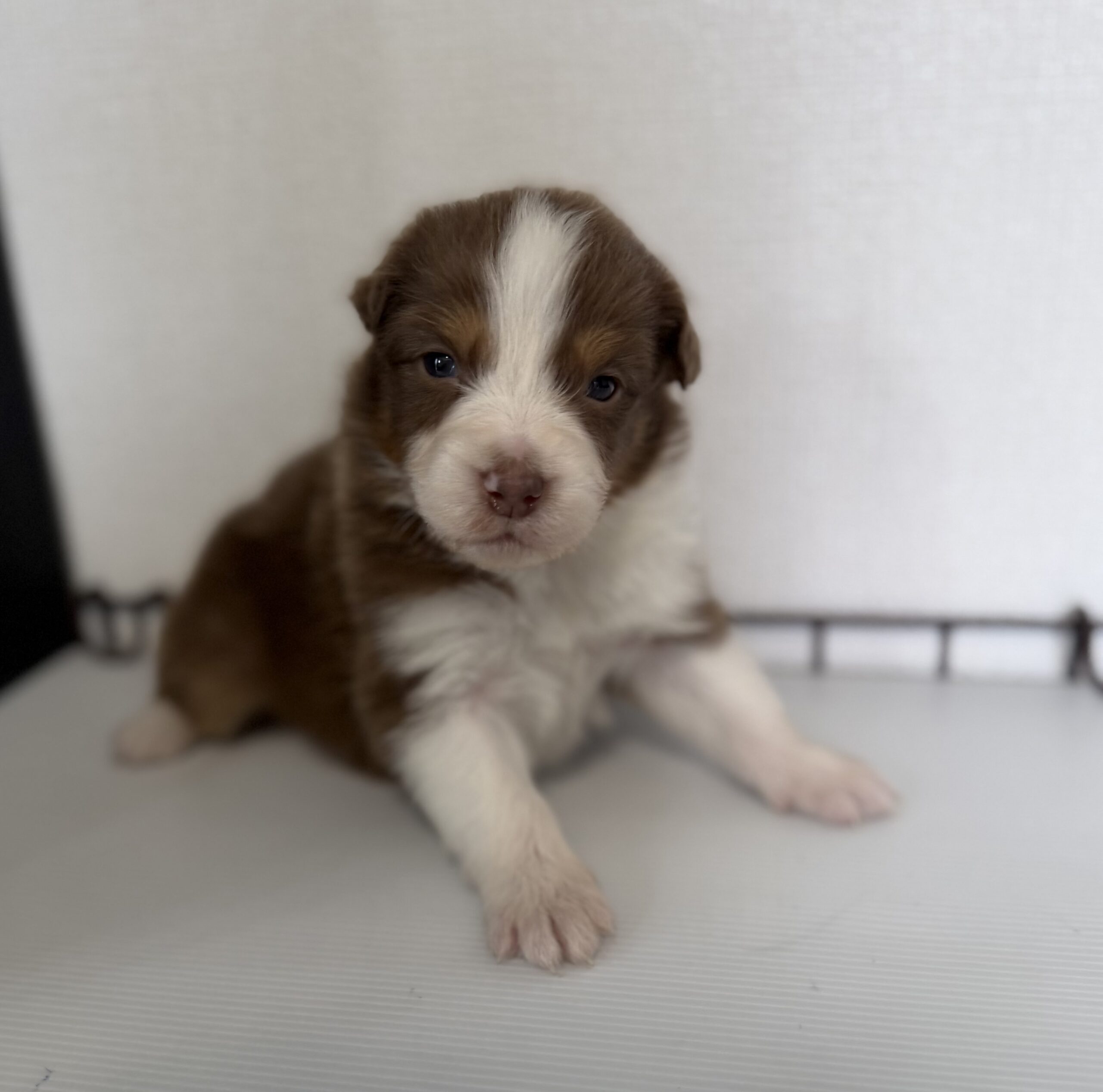 オーストラリアンシェパード　レッドトライ　オス