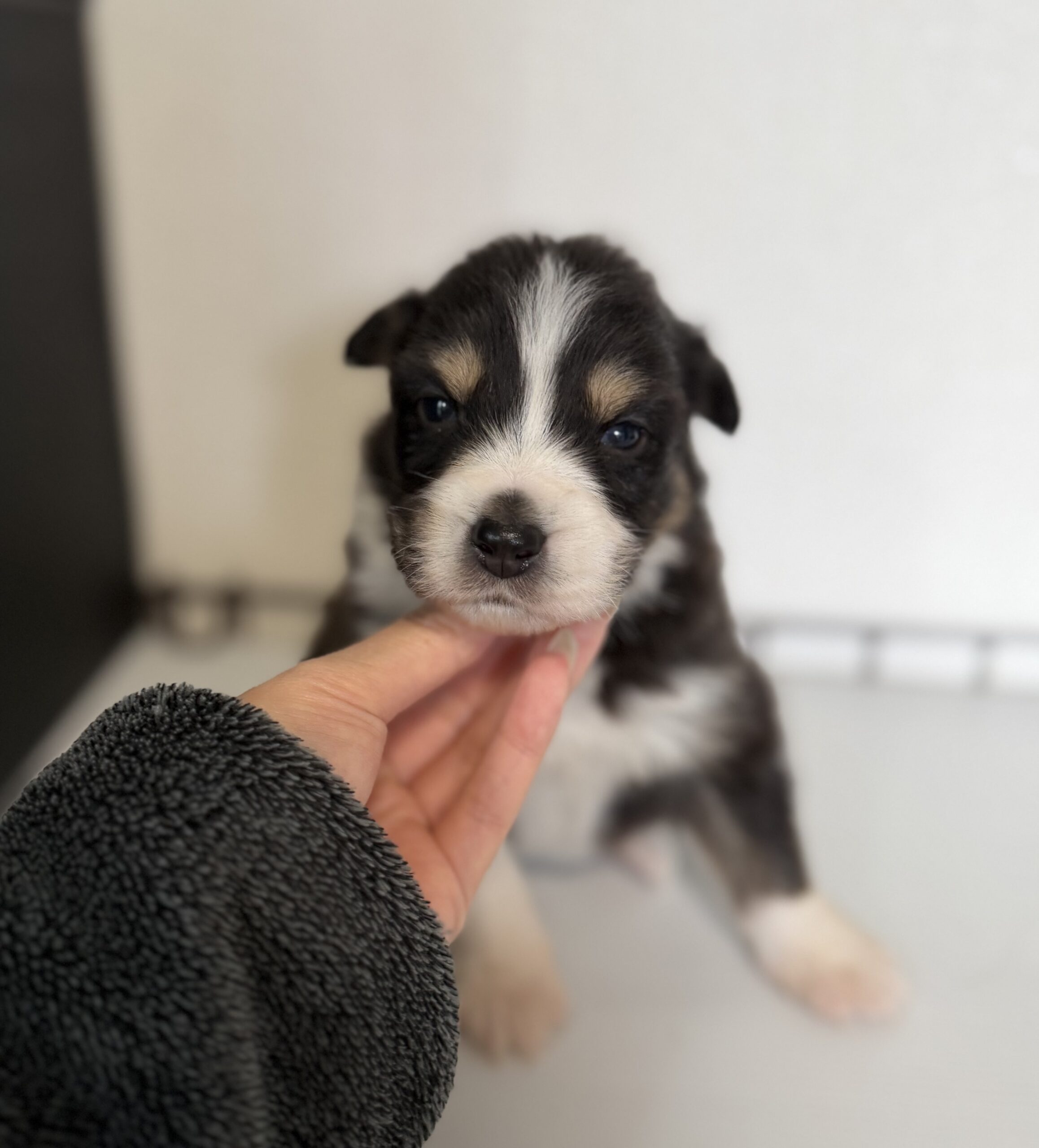 オーストラリアンシェパード　ブラックトライ　オス