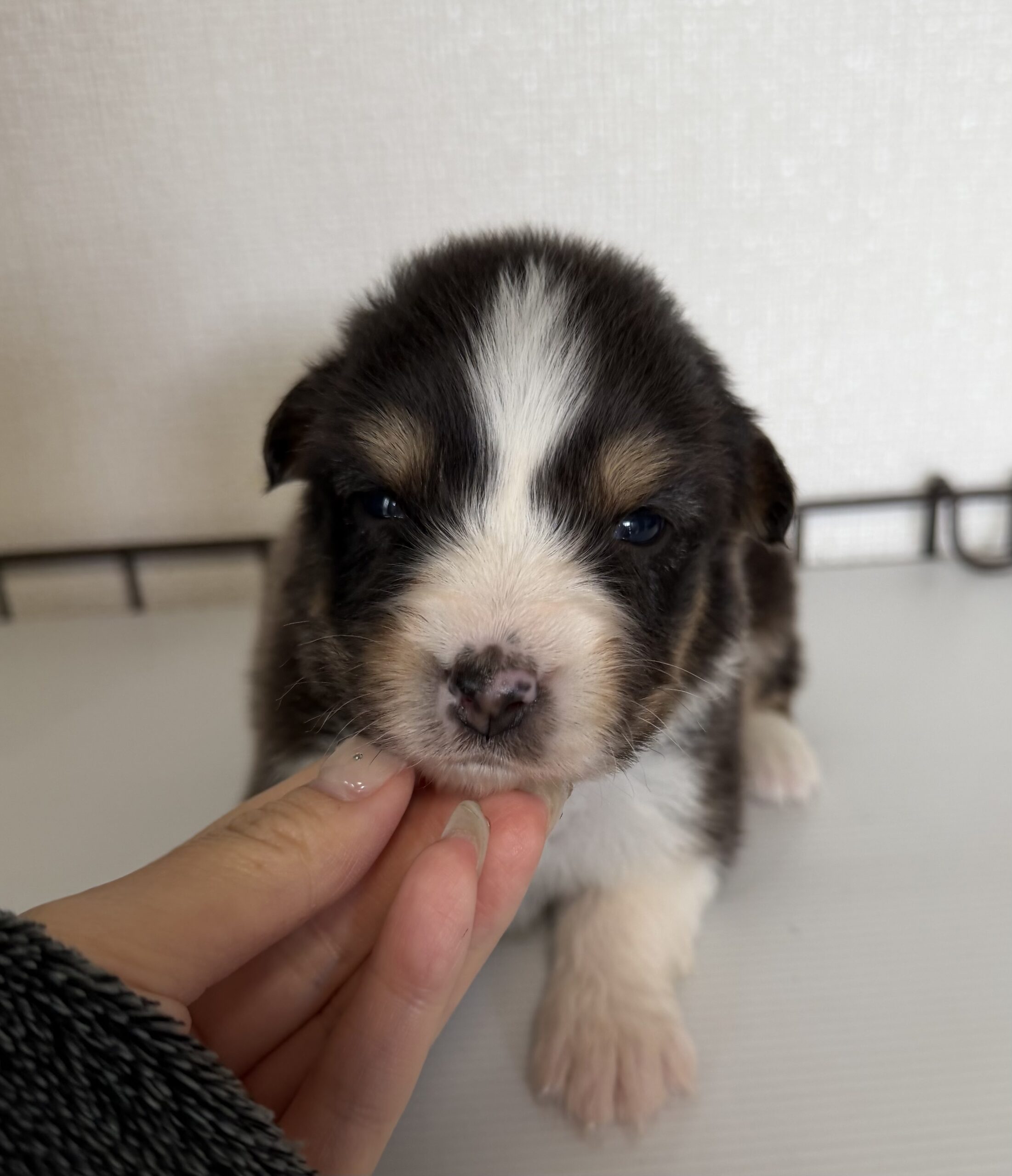 オーストラリアンシェパード　ブラックトライ　メス