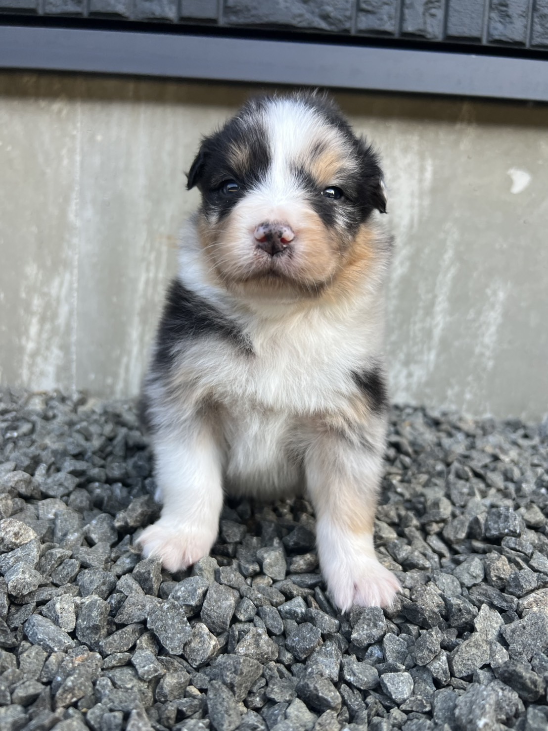 オーストラリアンシェパード　ブルーマール　メス