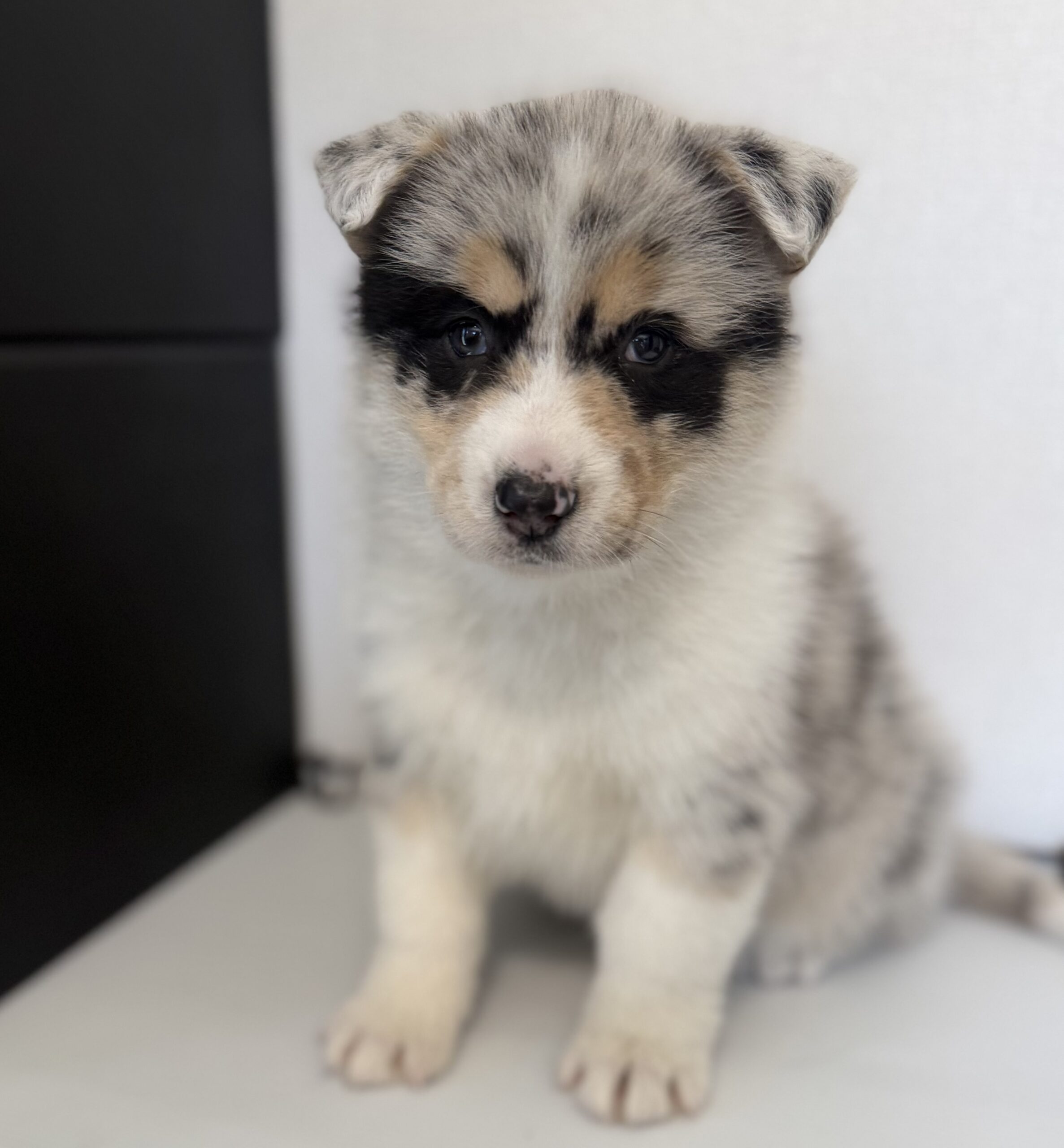 オゥスキー　ブルーマール　黄色リボン