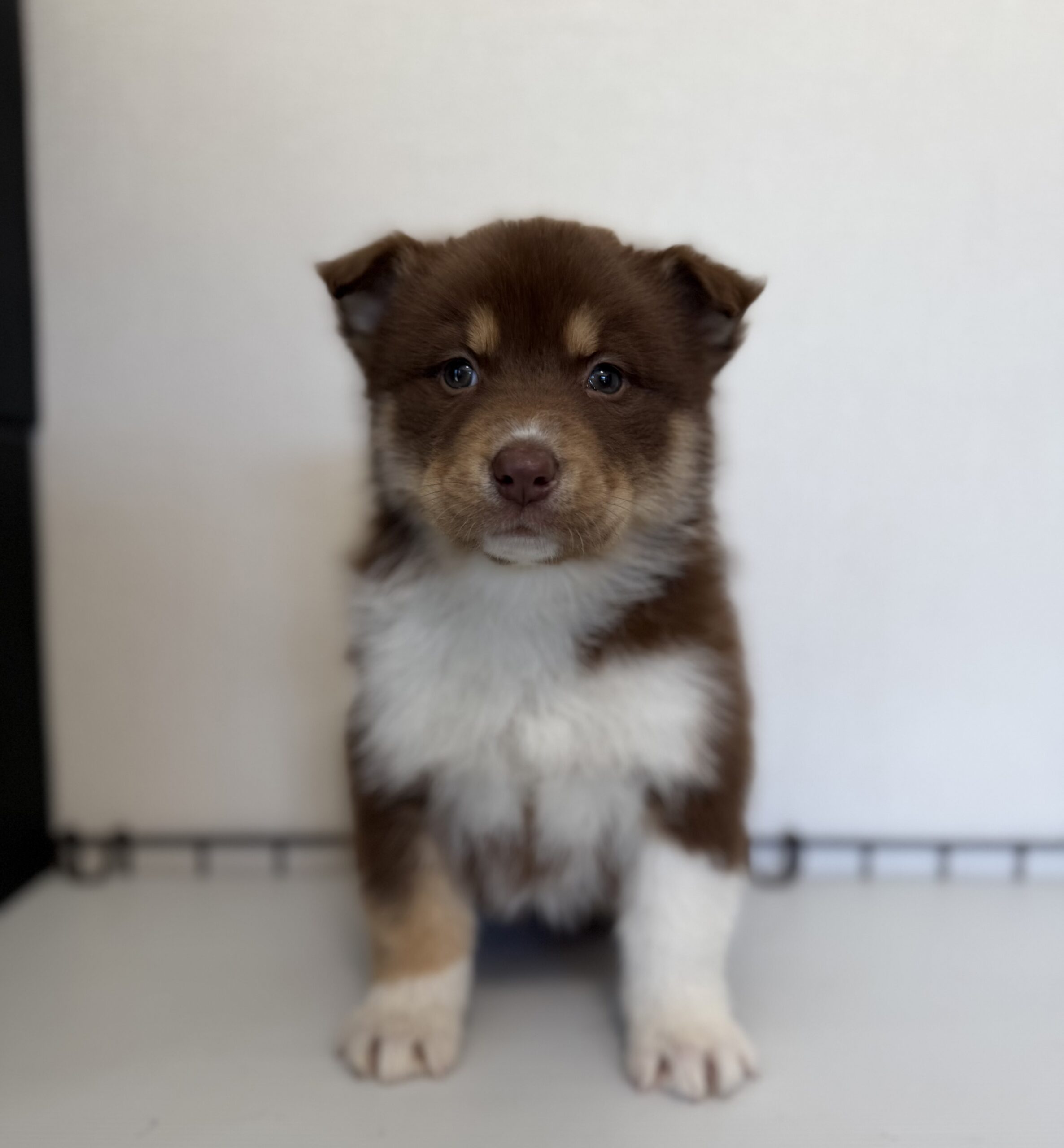 オゥスキー　チョコタンホワイト