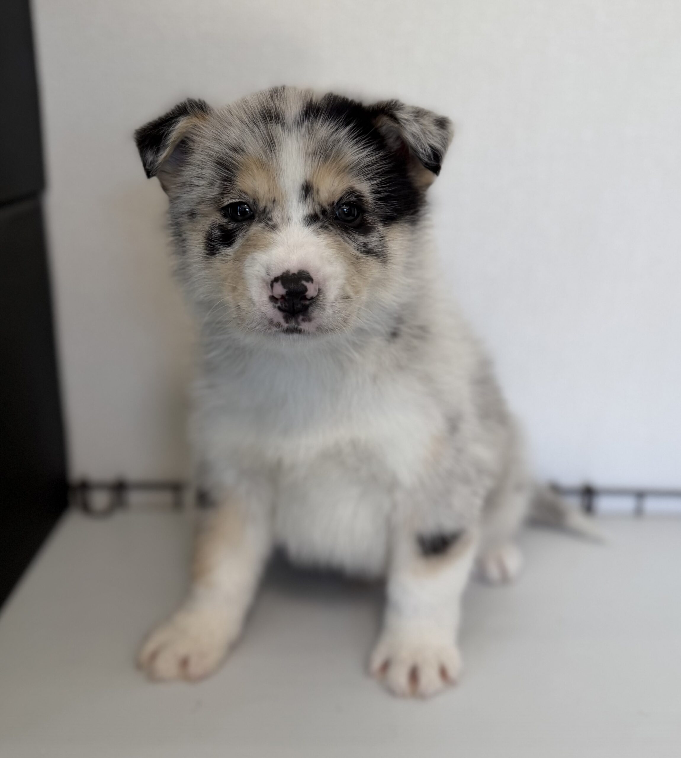 オゥスキー　ブルーマール　ターコイズリボン