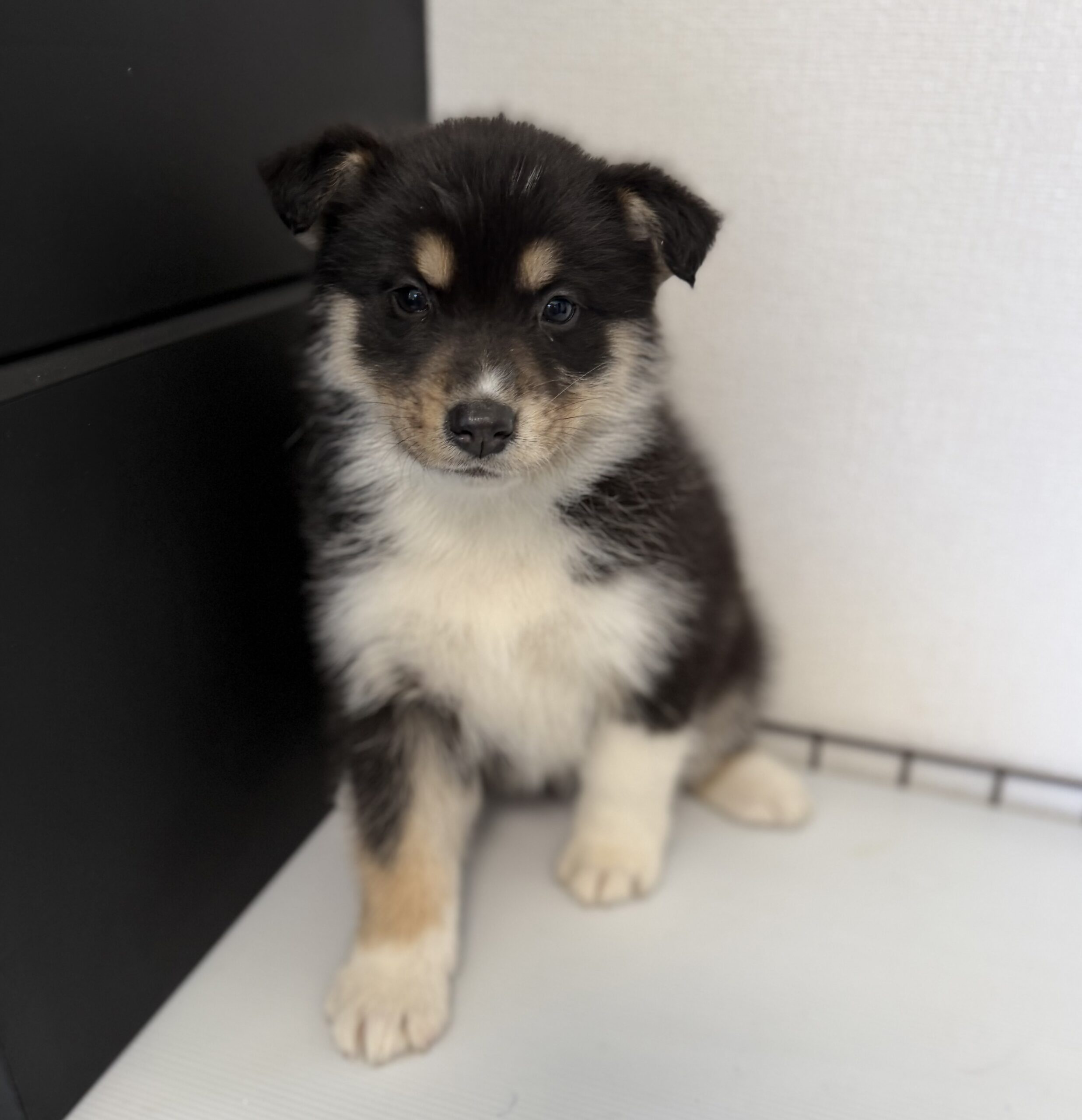 オゥスキー　ブラックタンホワイト　赤リボン