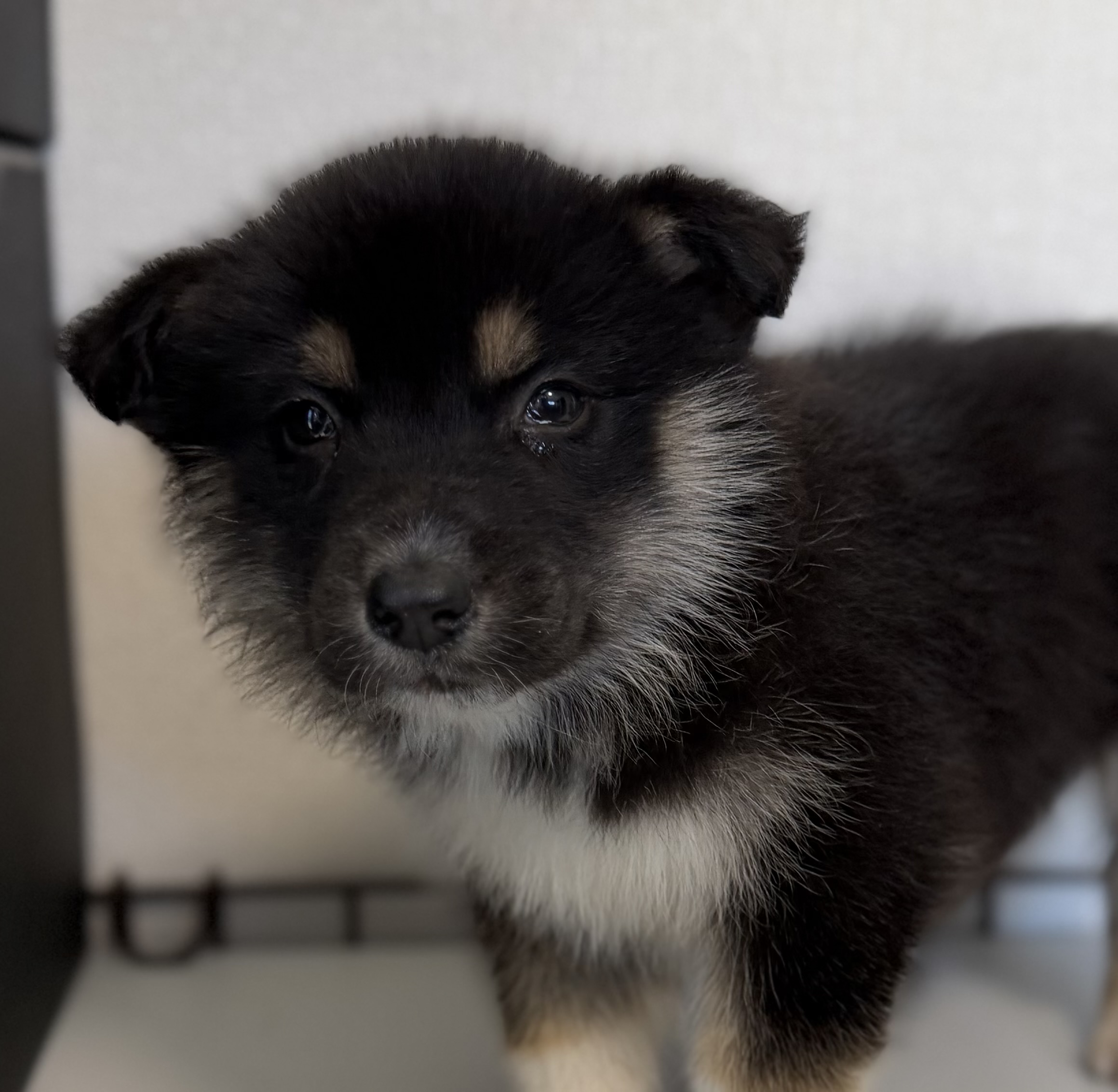 オゥスキー　ブラックタンホワイト　黄緑リボン