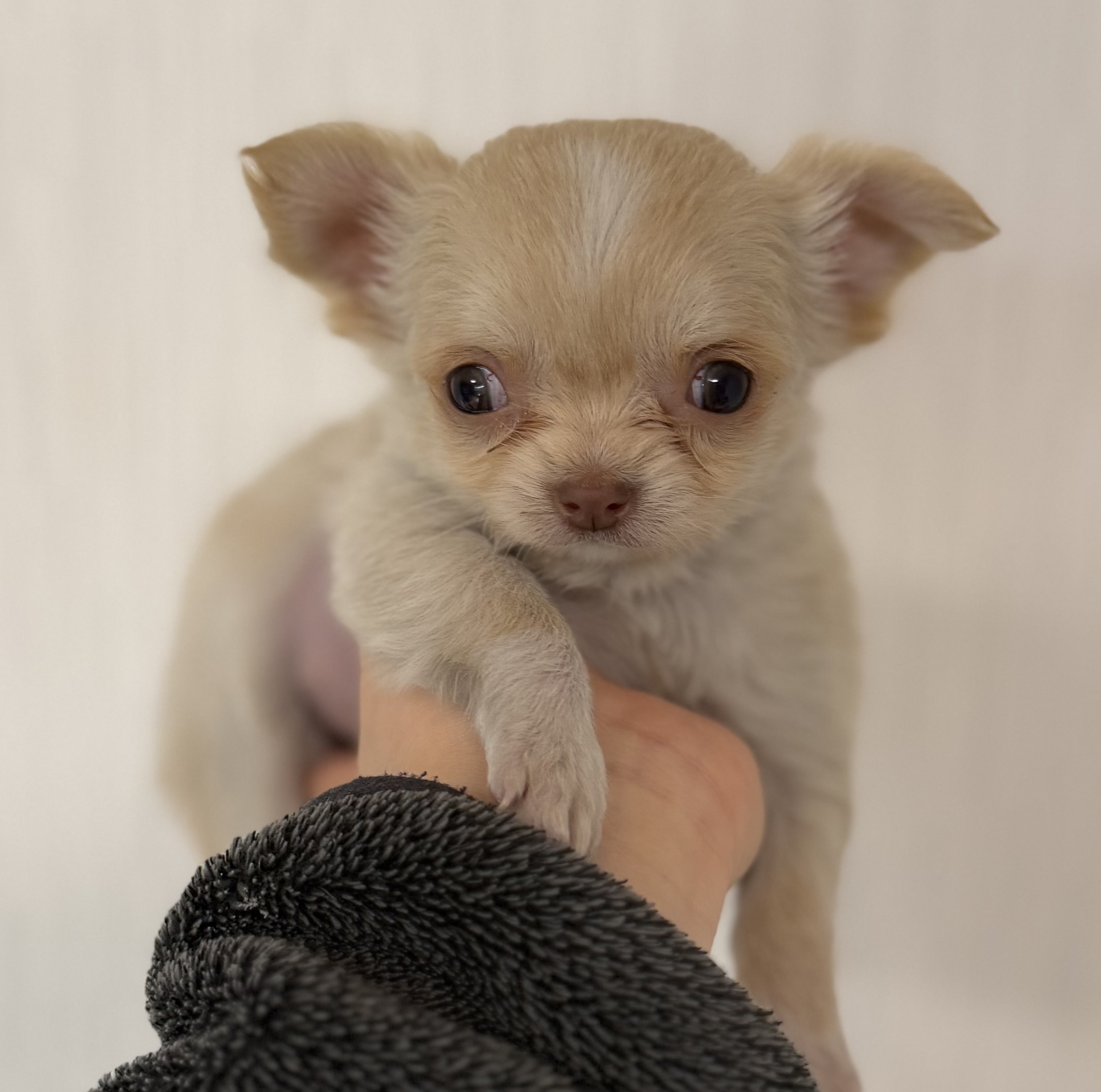 ロングコートチワワ　クリーム　メス