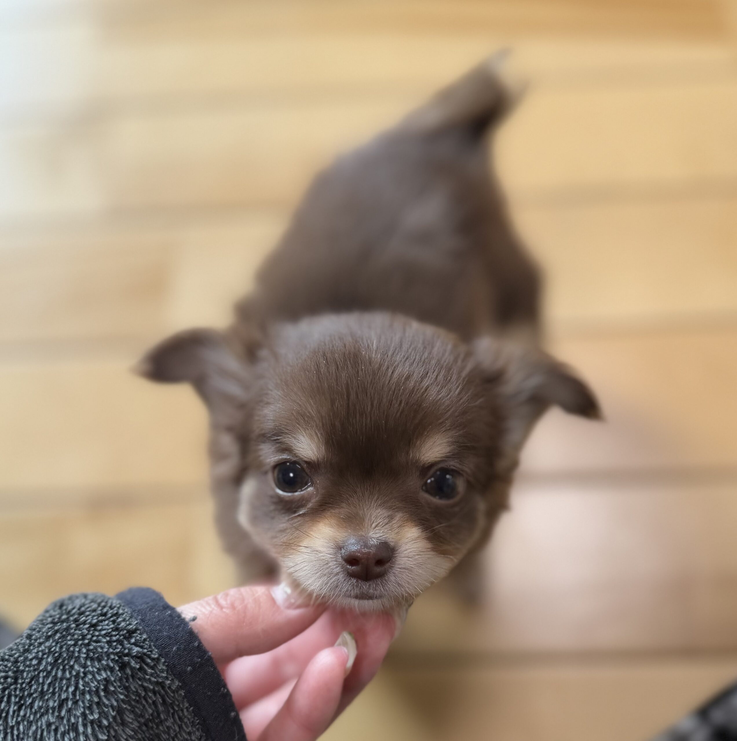 ロングコートチワワ　チョコタン&ホワイト　メス