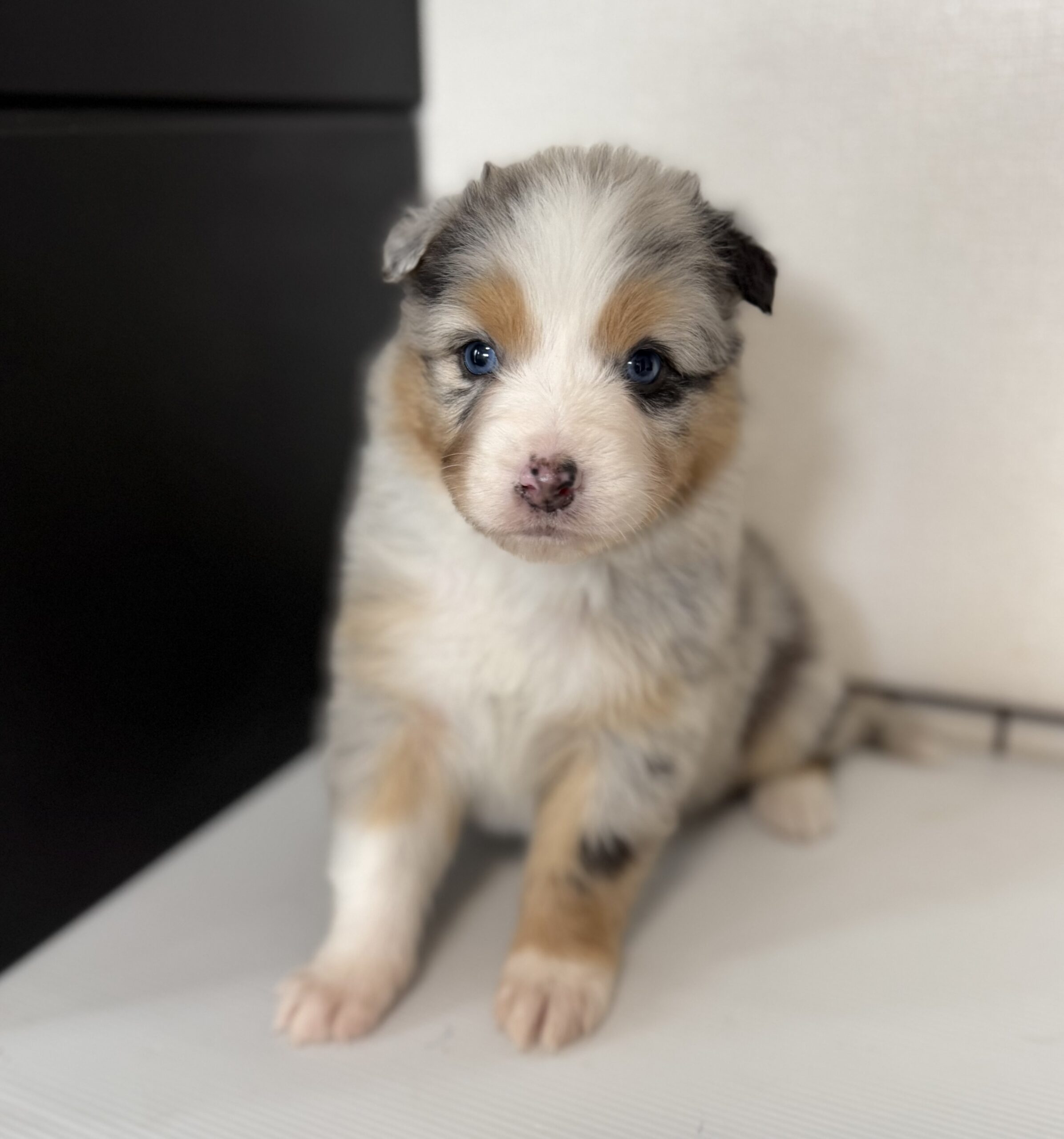 オーストラリアンシェパード　ブルーマール　メス