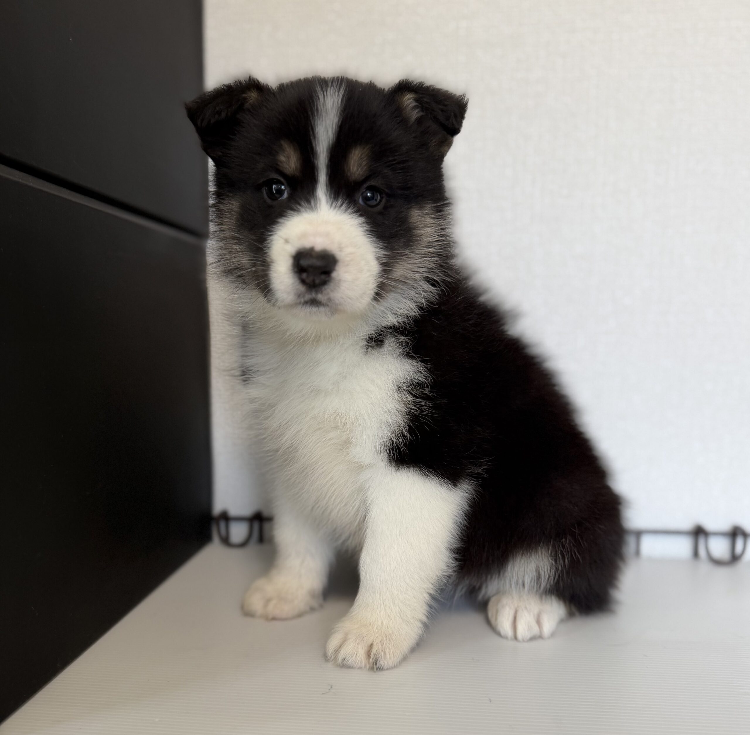 オゥスキー　ブラックタンホワイト　メス