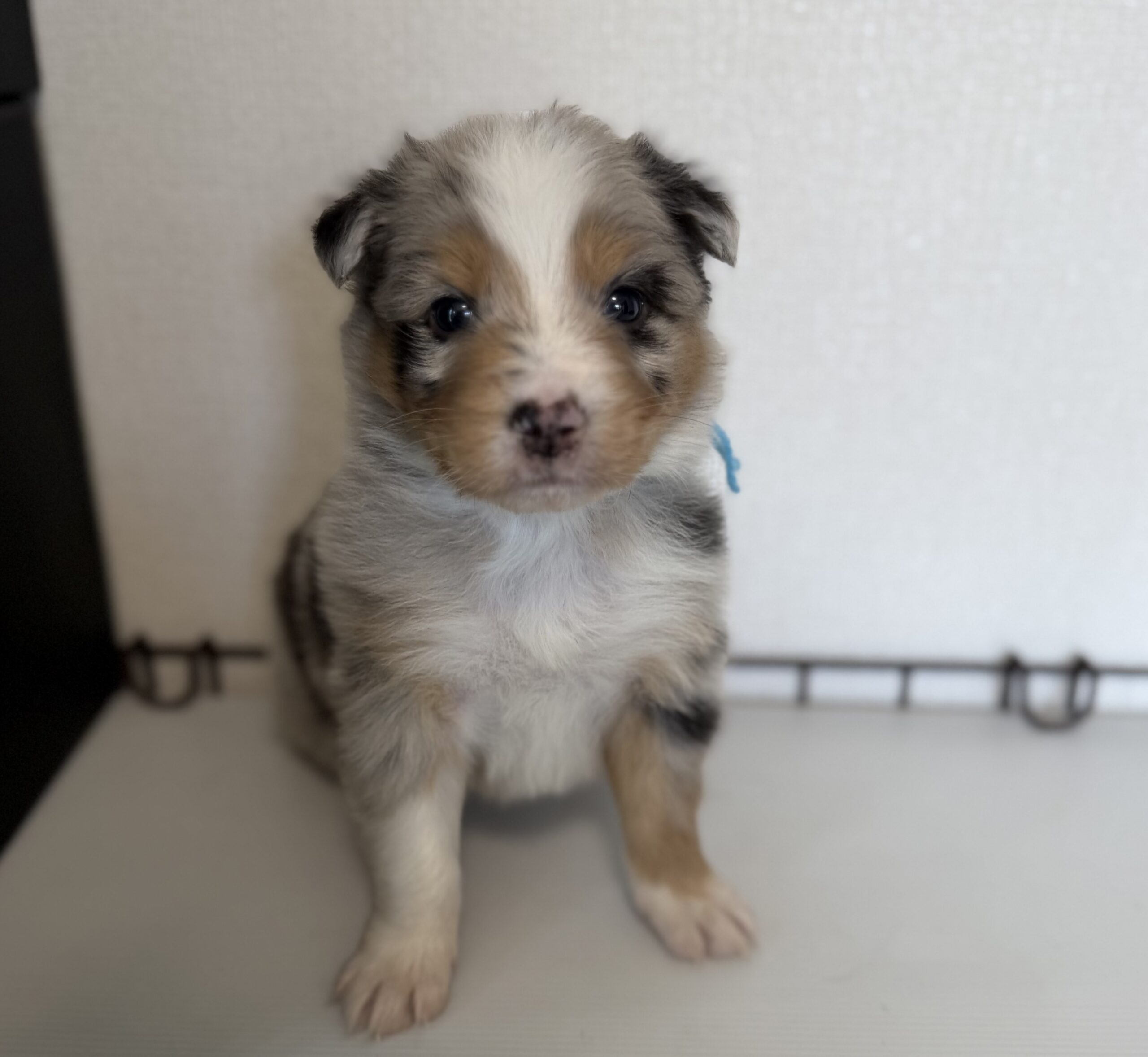 オーストラリアンシェパード　ブルーマール　オス