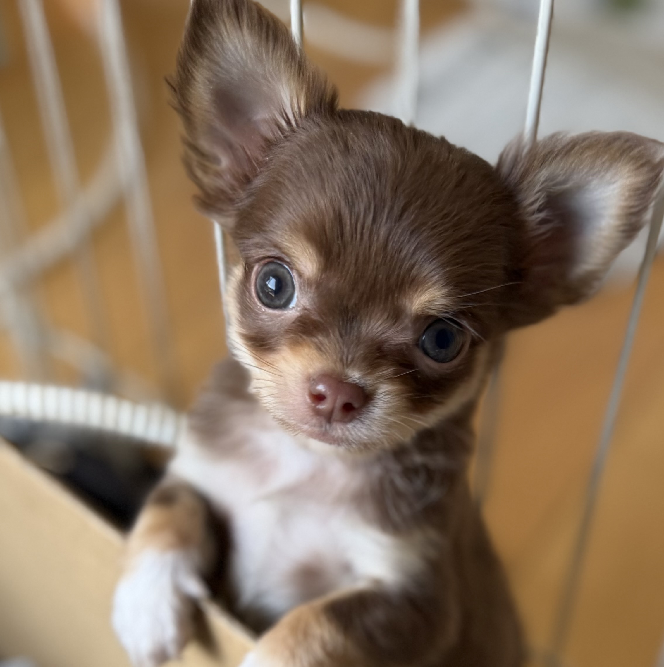 1/9 チョコタンホワイト　♂