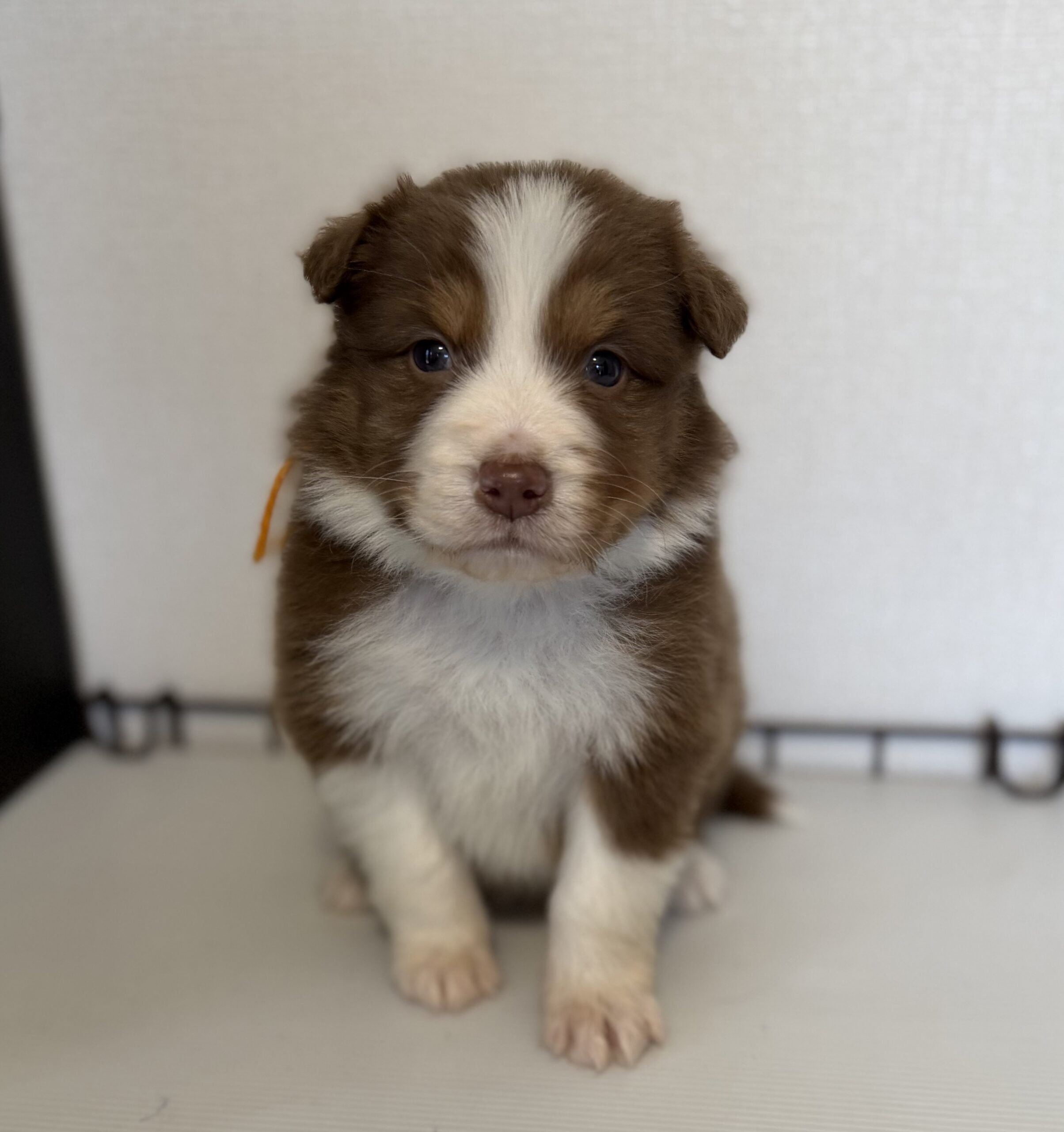 オーストラリアンシェパード　レッドトライ　オレンジリボン