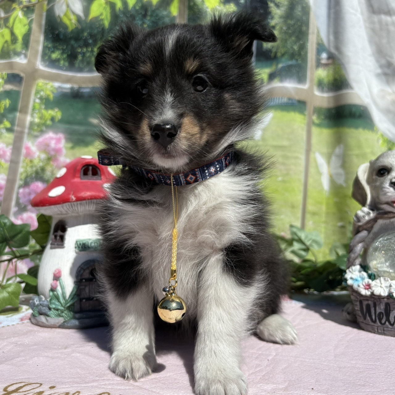 シェルティ　トライカラー　メス1