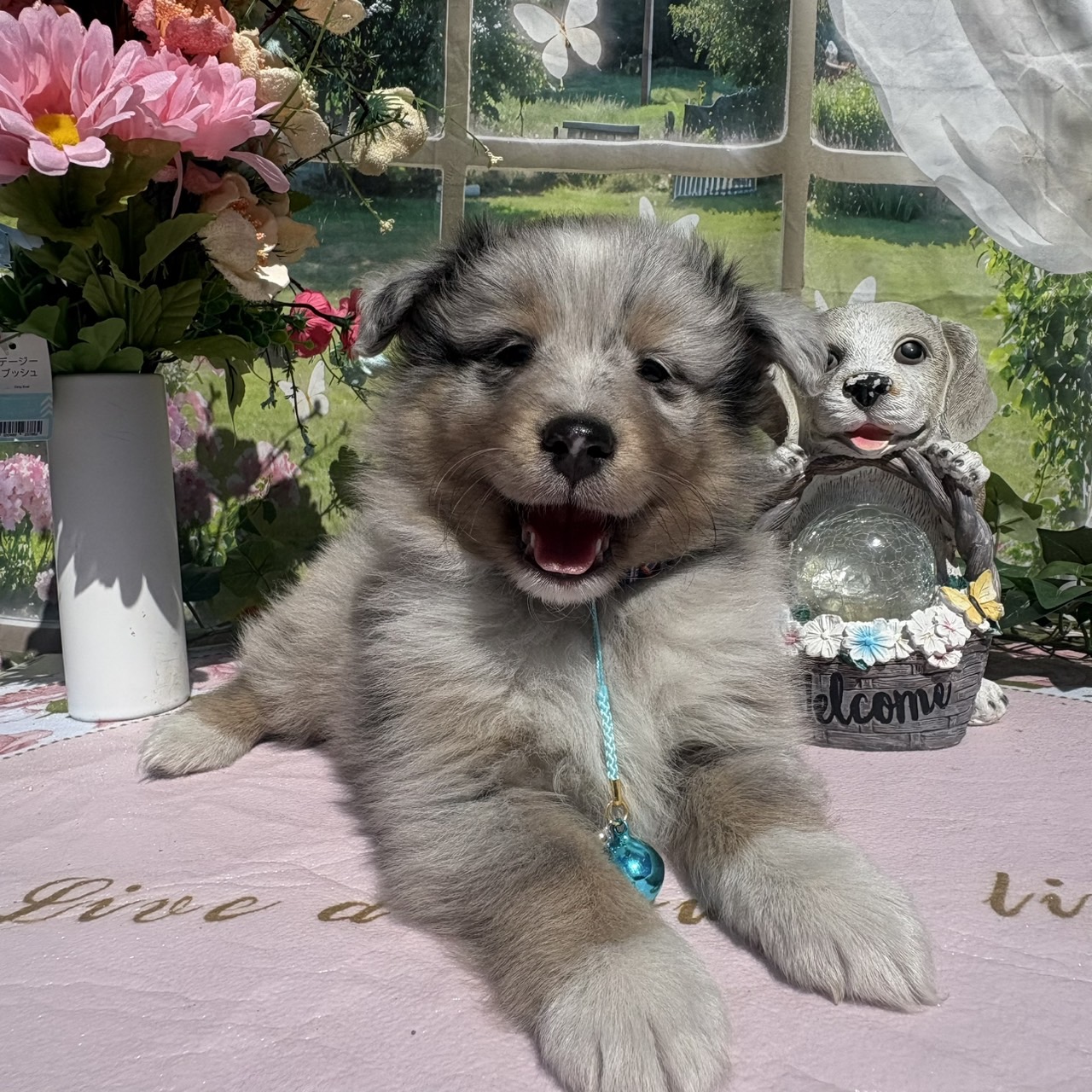 シェルティ　ブルーマール　オス