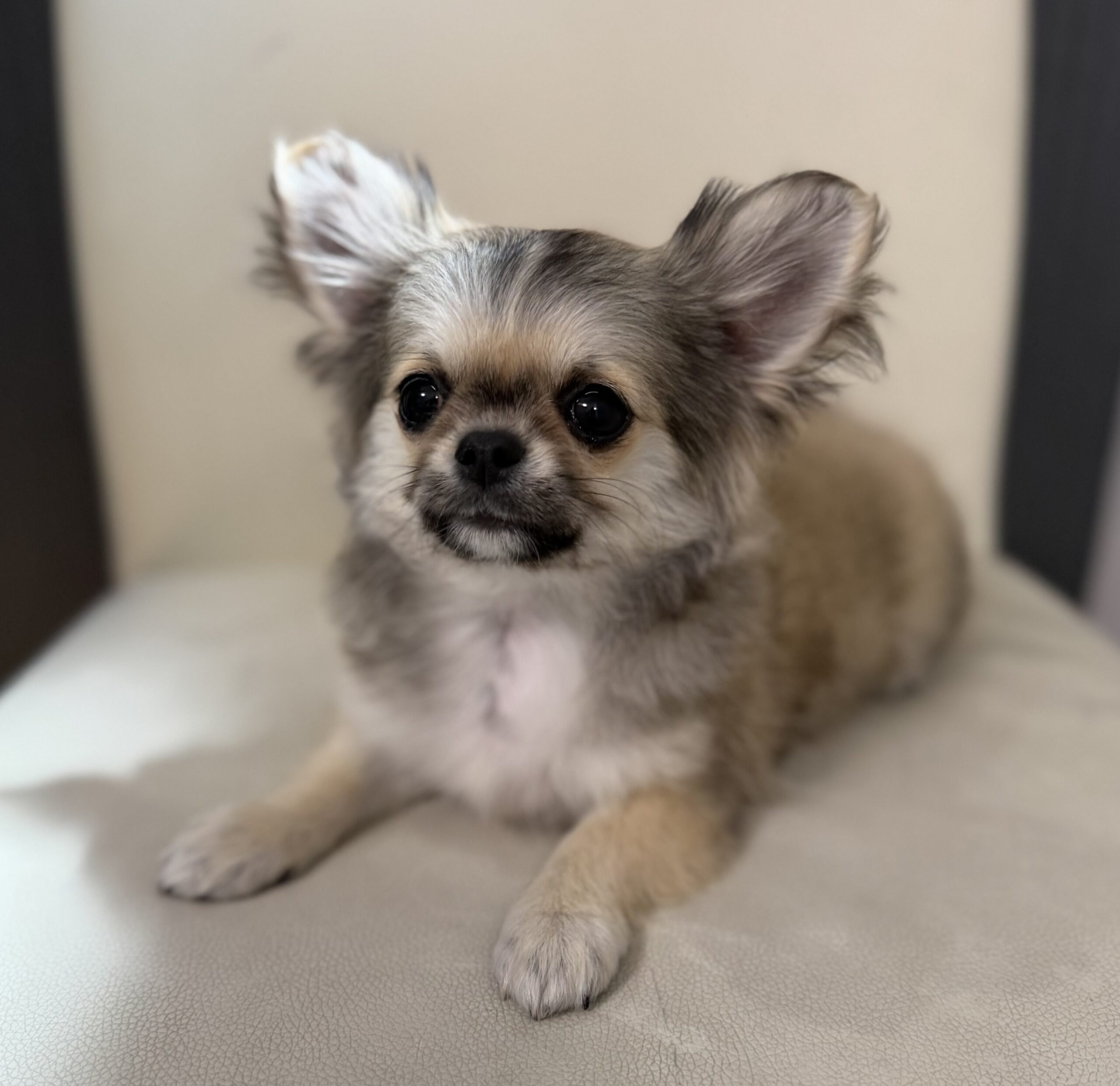 ロングコートチワワ　フォーン