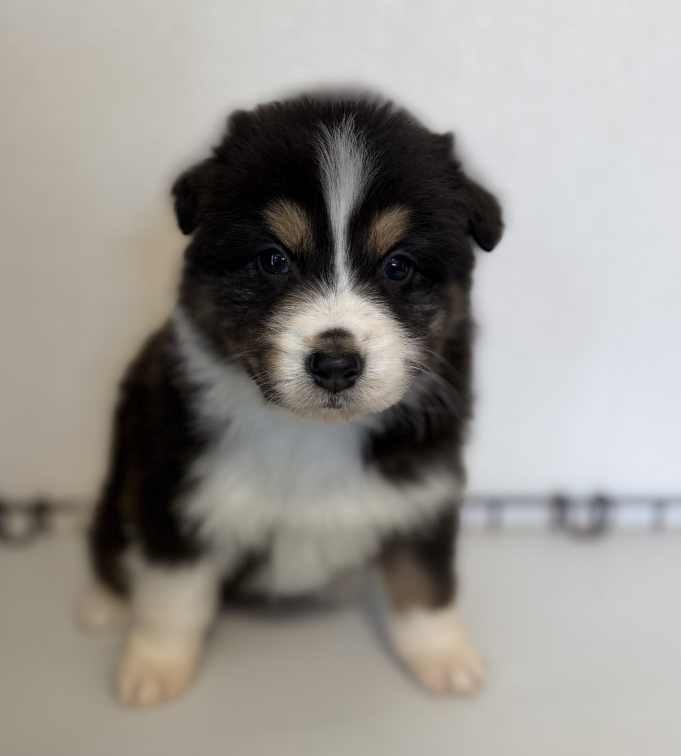 オーストラリアンシェパード　ブラックトライ　オス