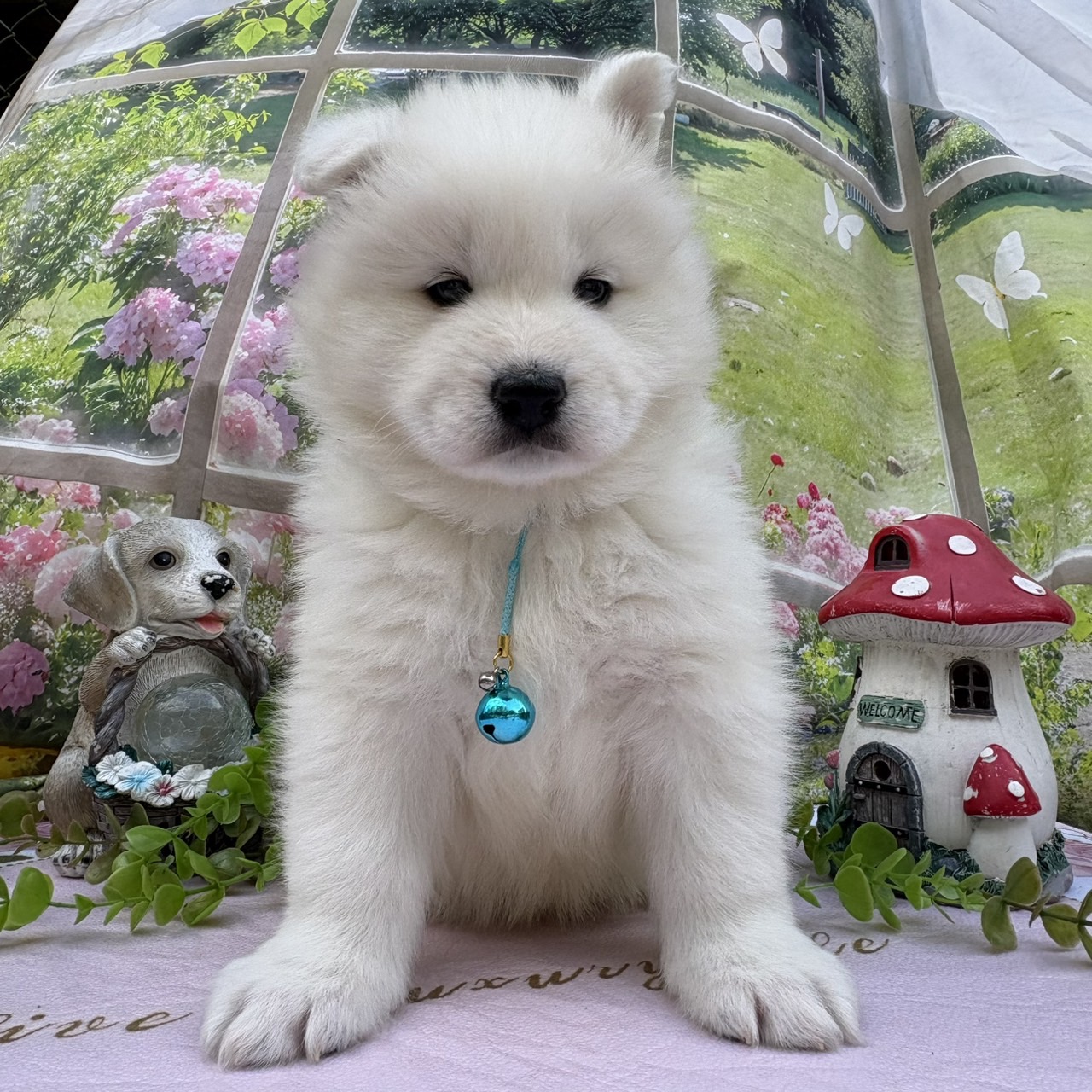 サモエド　オス