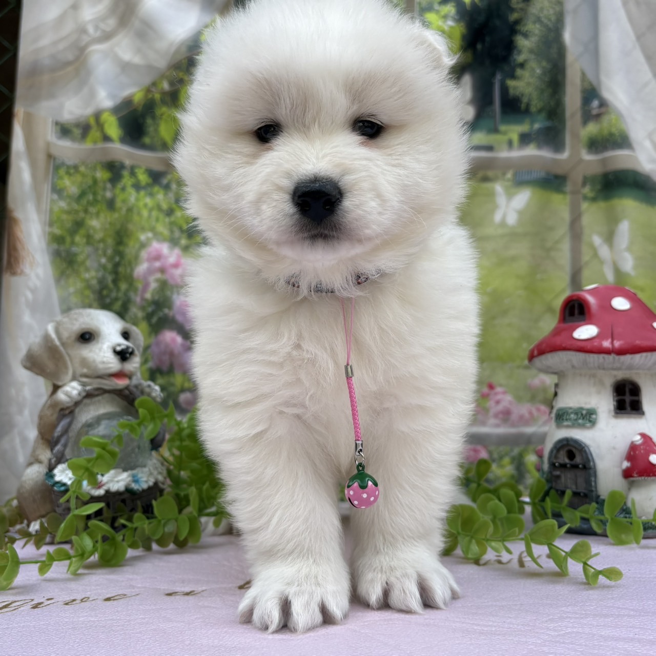 サモエド　ピンクリボン　メス