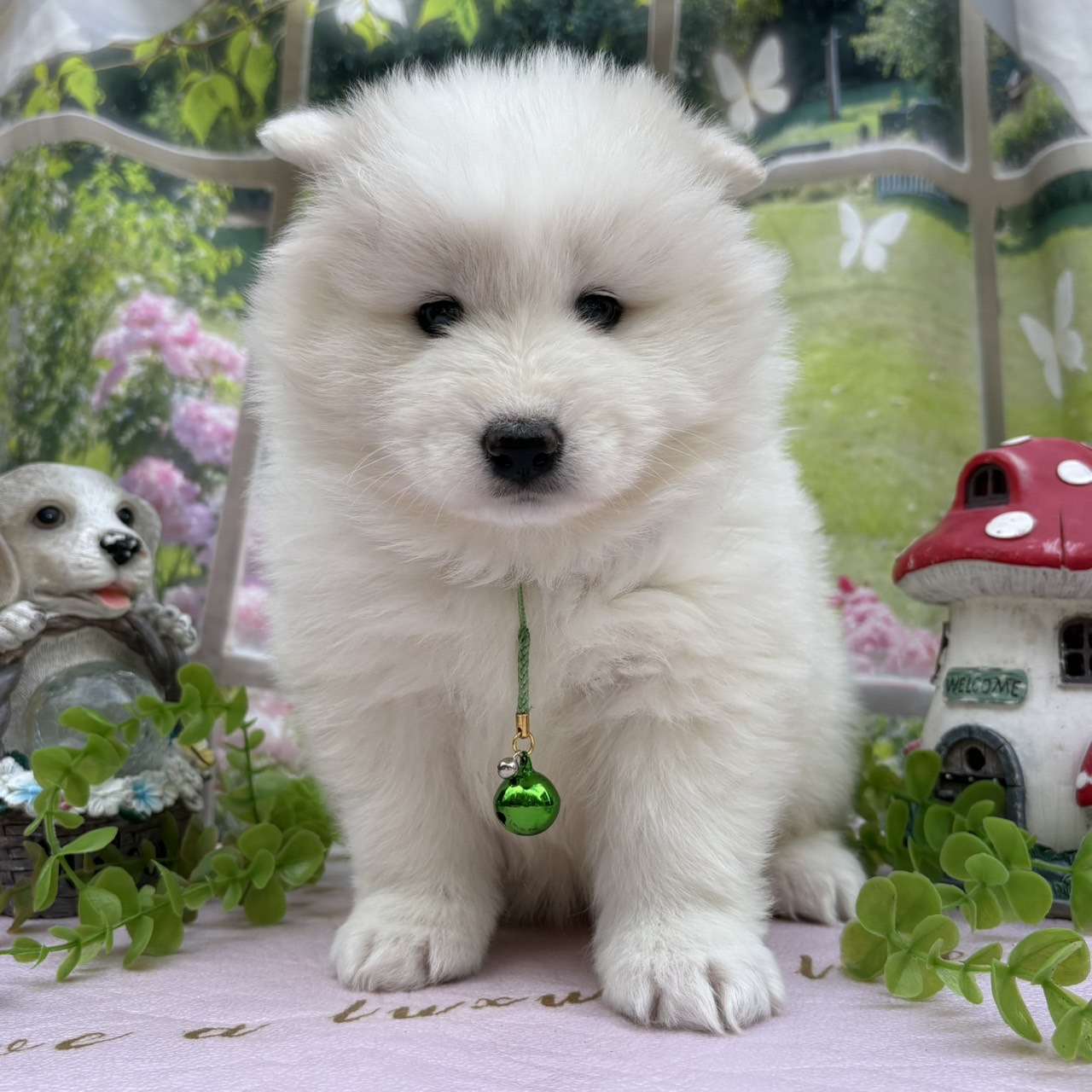 サモエド　緑リボン　 メス