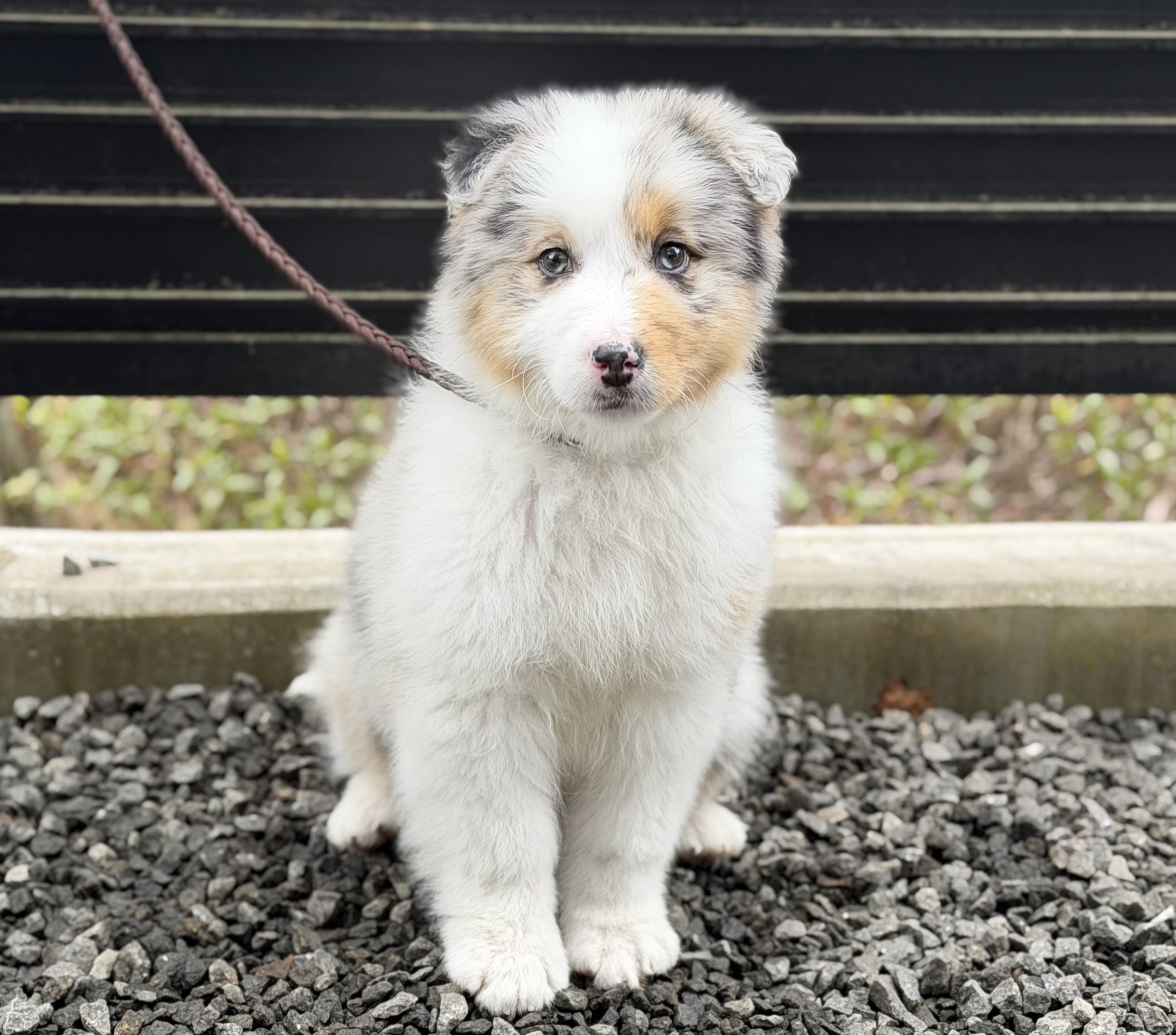 12月30日オーストラリアンシェパード　BM♂