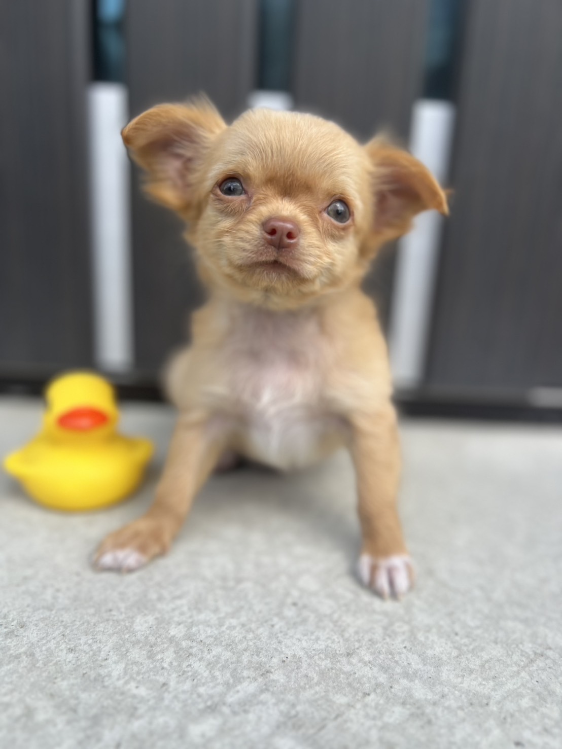 1/9日生まれ　レッド　♀