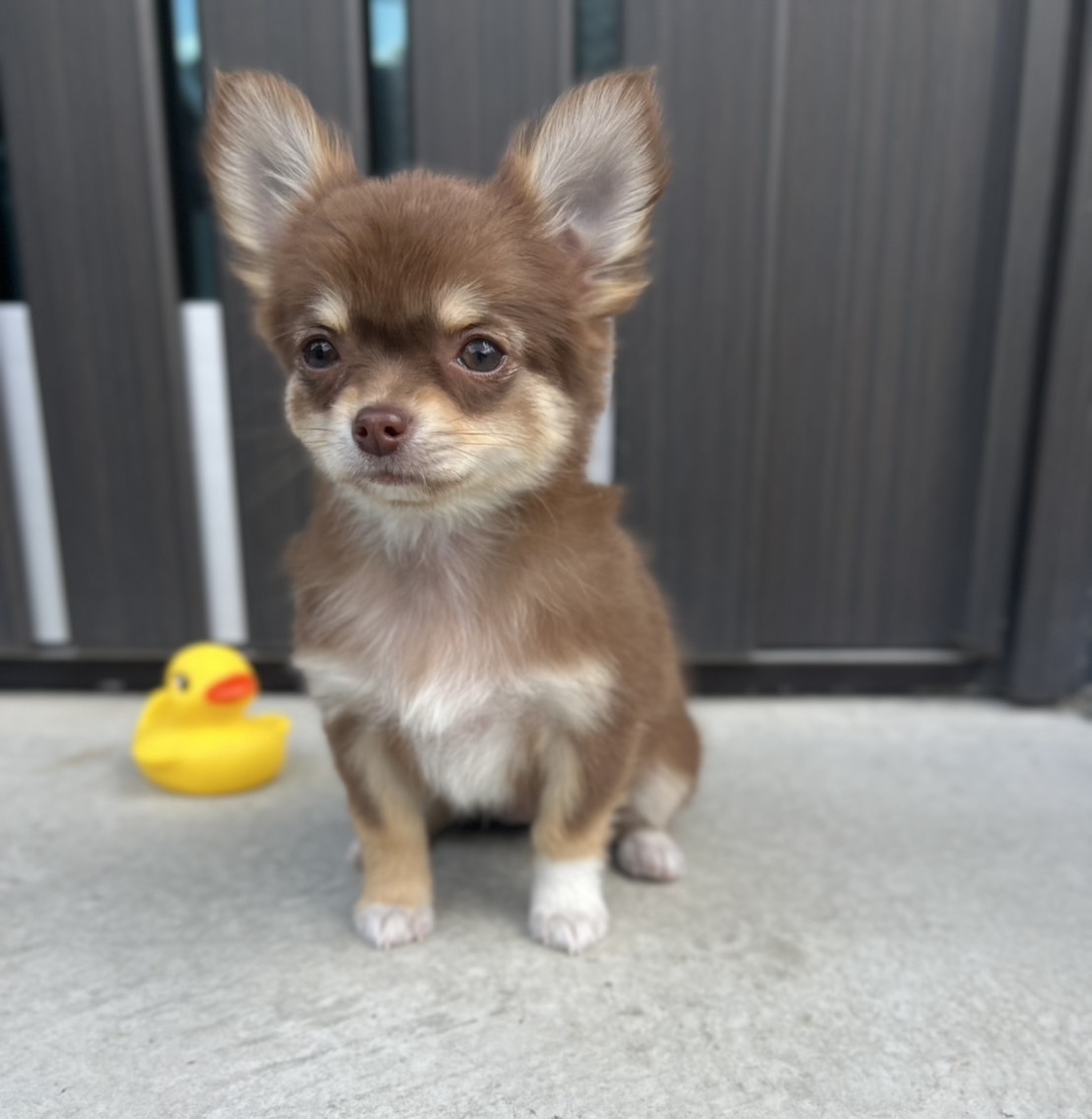 ロングコートチワワ　チョコタン&ホワイト　メス