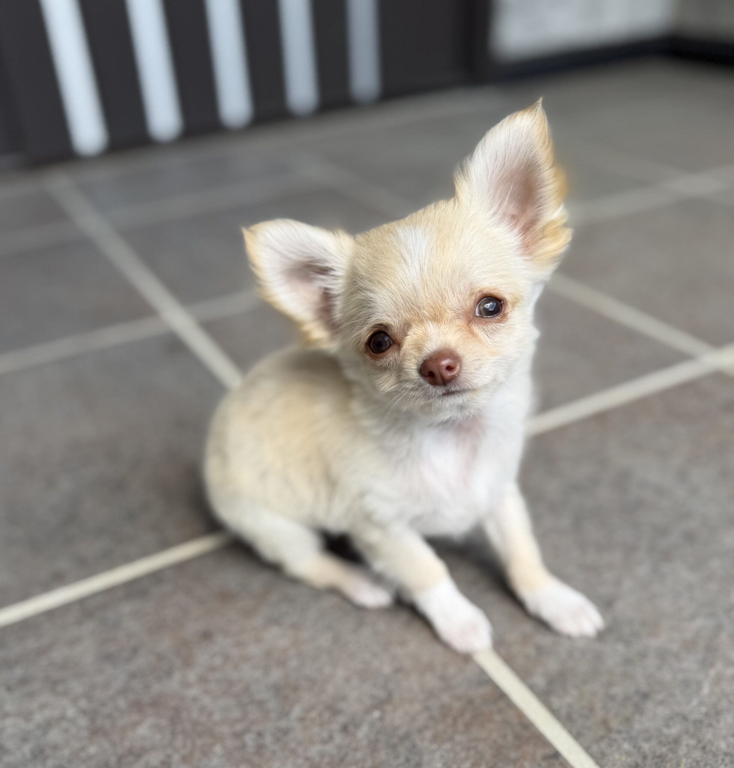 ロングコートチワワ　クリーム　メス