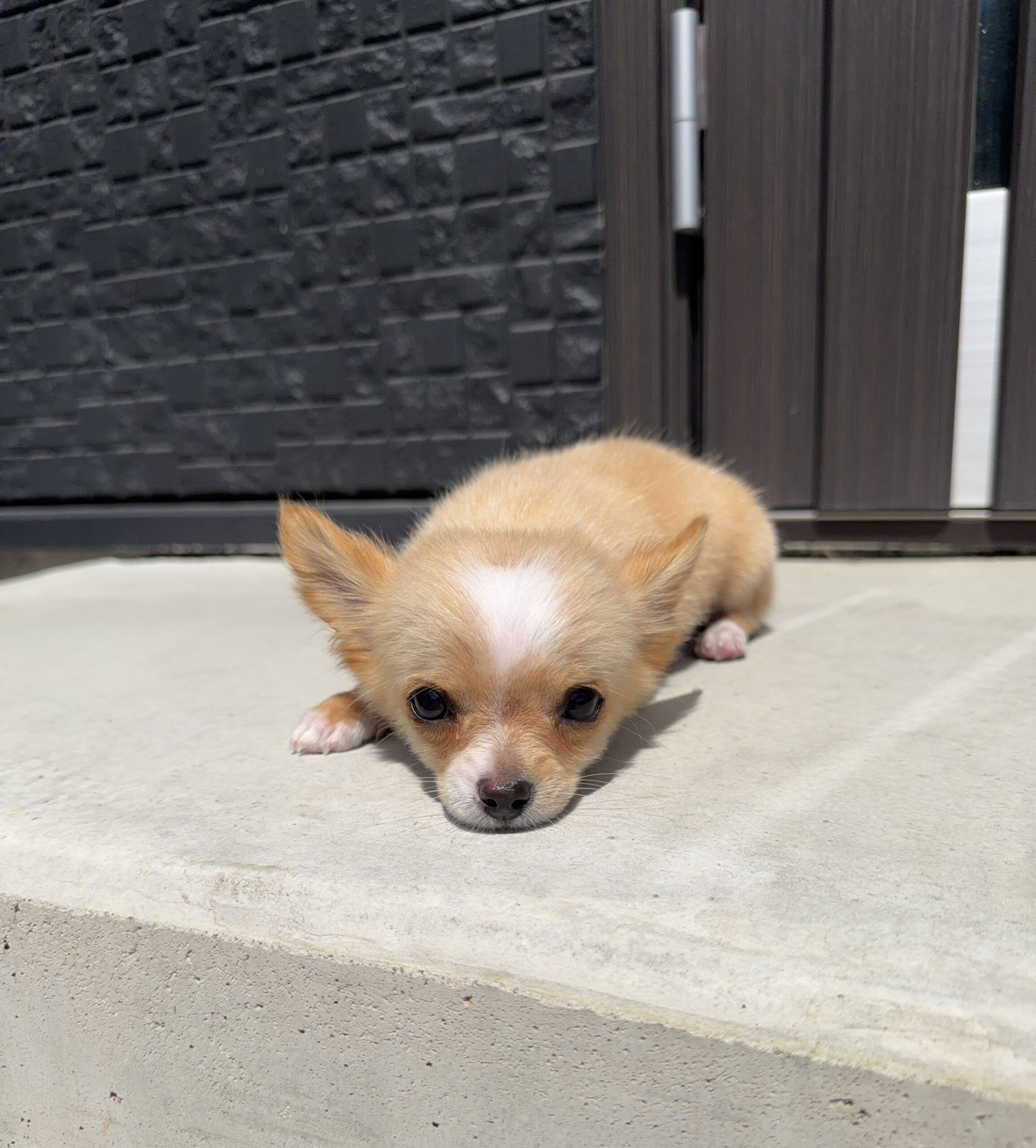 1/9日生まれ　レッド&ホワイト　♂