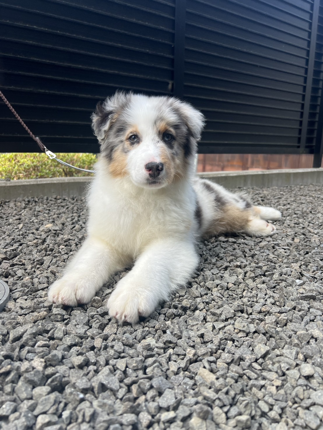 12月30日オーストラリアンシェパード　BM♂