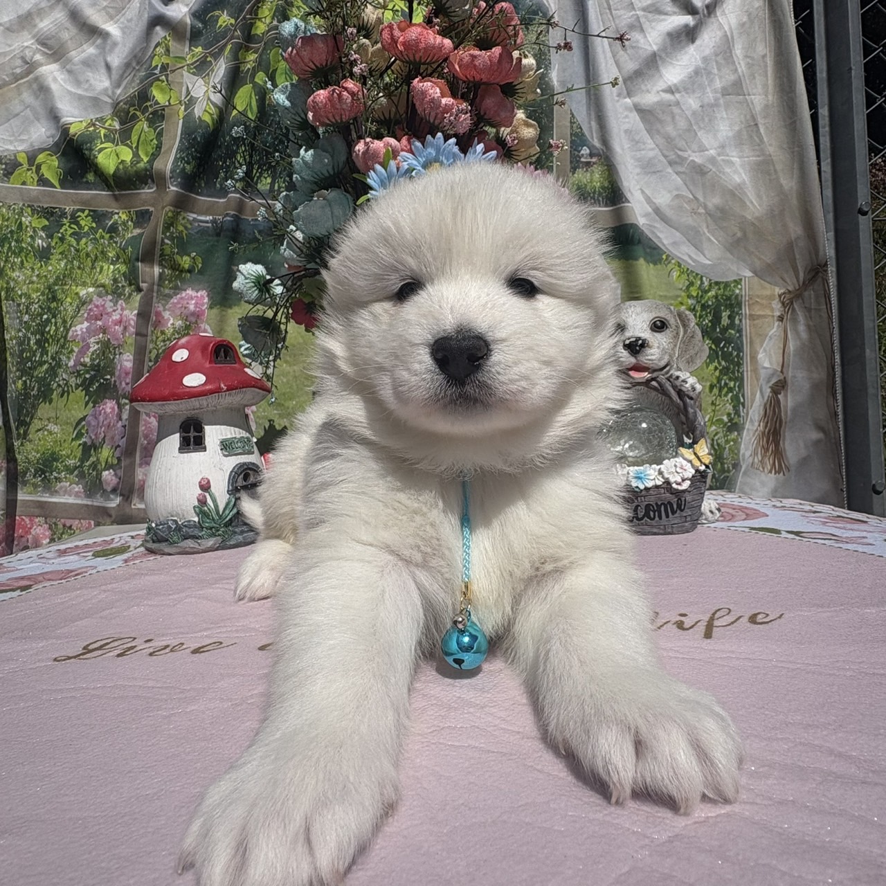 サモエド　オス