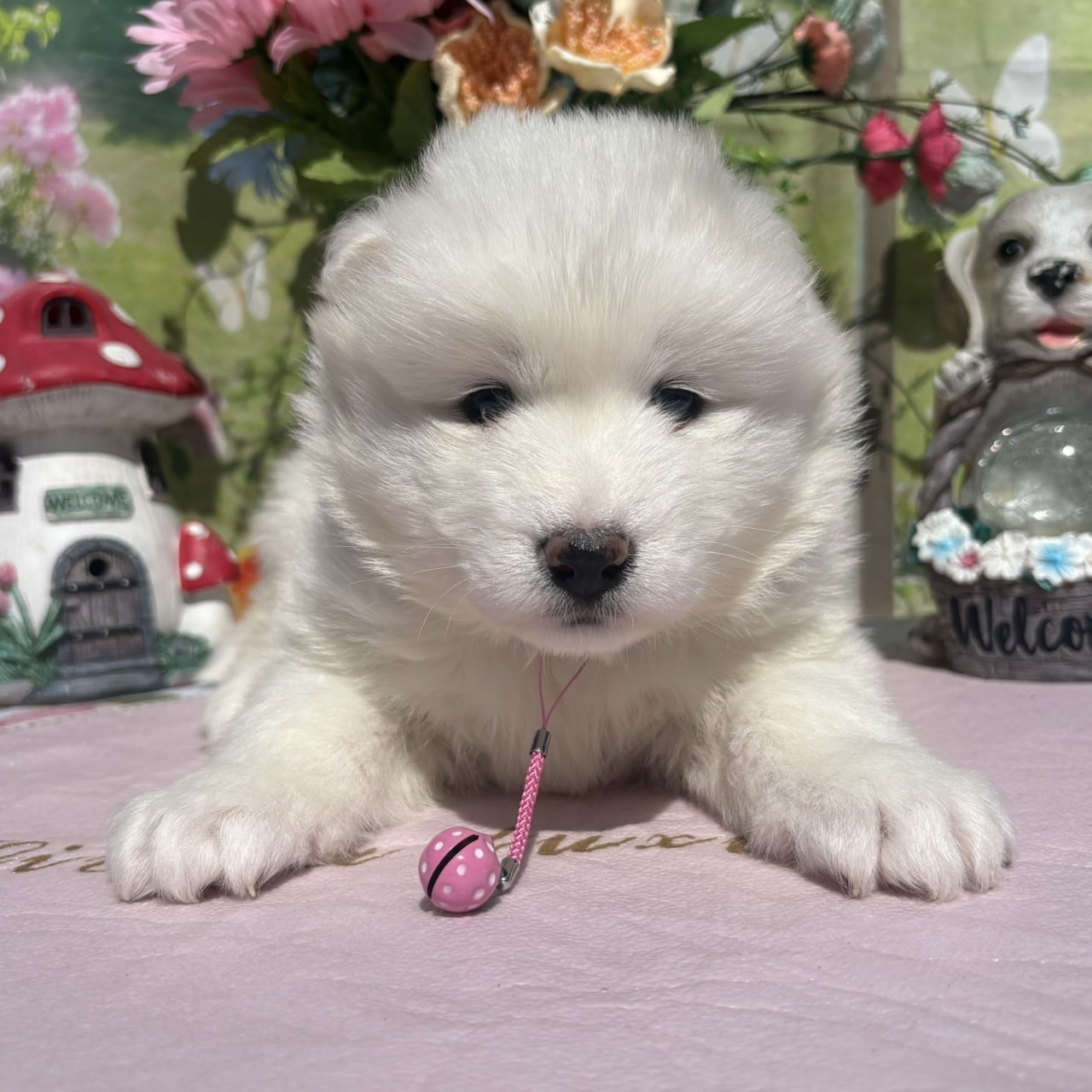 サモエド　ピンクリボン　メス