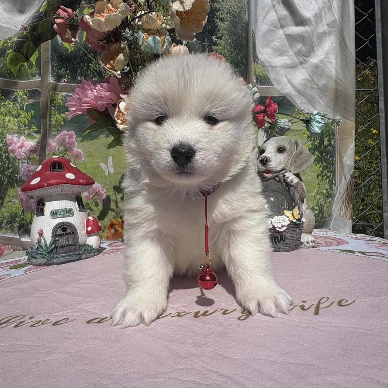 サモエド　赤リボン　A メス