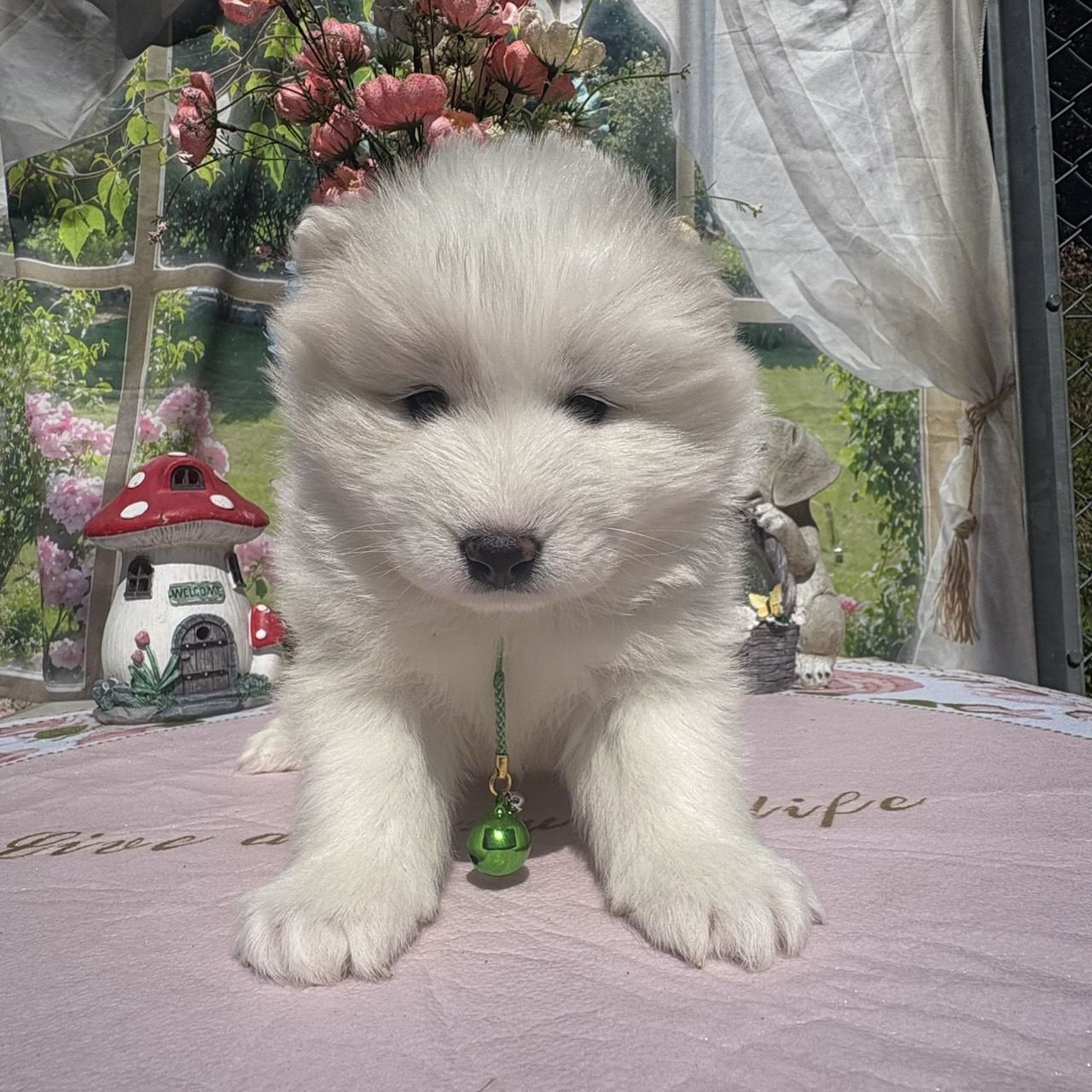 サモエド　緑リボン　B メス