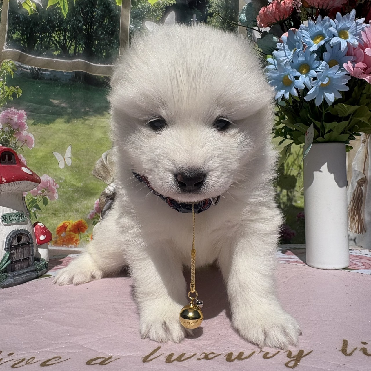 サモエド　黄色リボン　メス