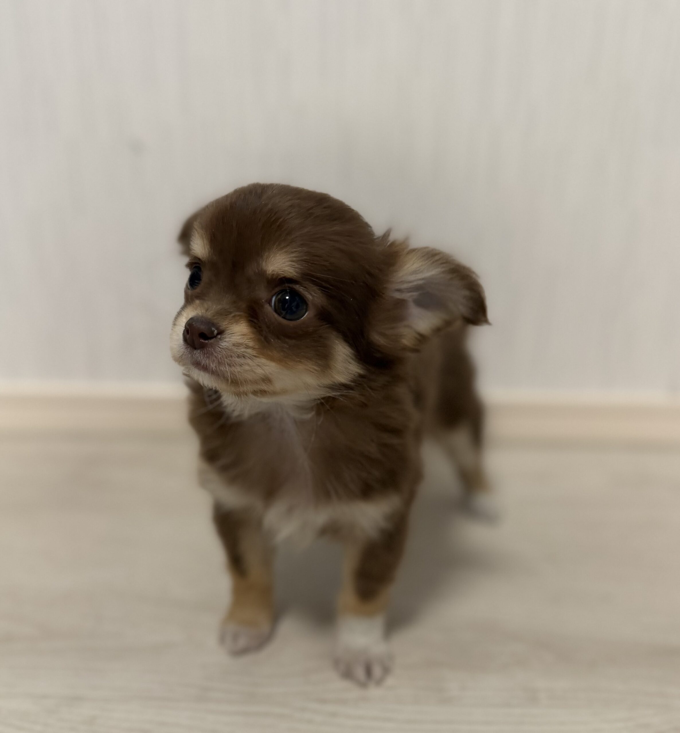 ロングコートチワワ　チョコタン&ホワイト　メス