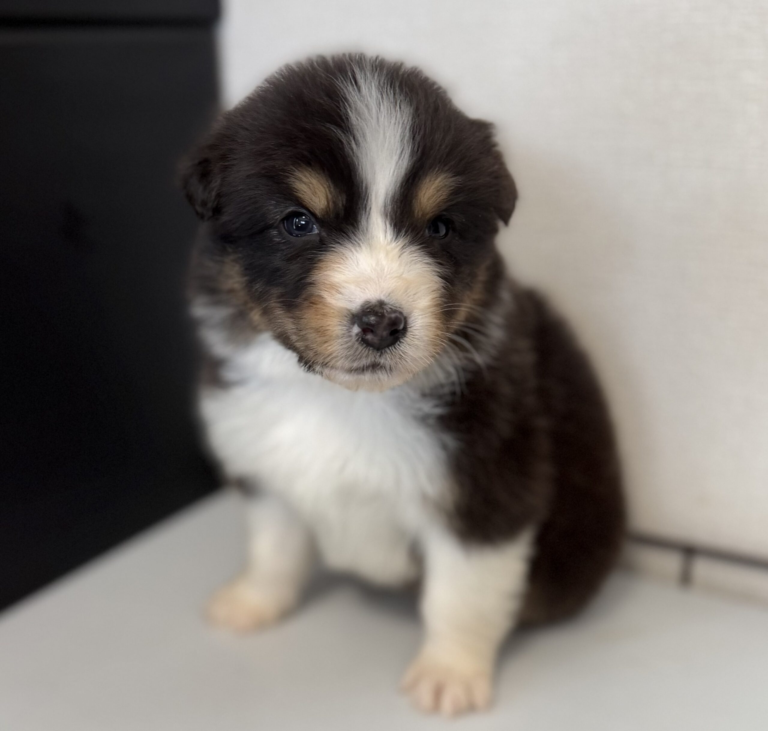 オーストラリアンシェパード　ブラックトライ　メス