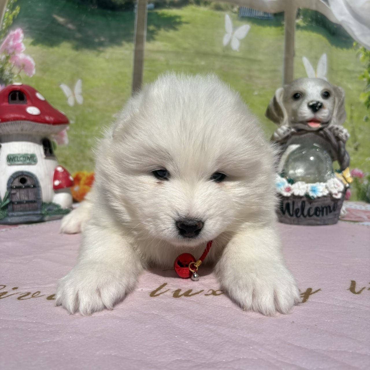 サモエド　赤リボン　Bメス