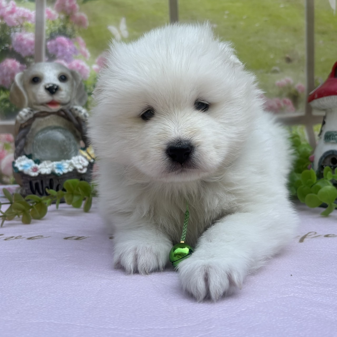 サモエド　緑リボン　メス