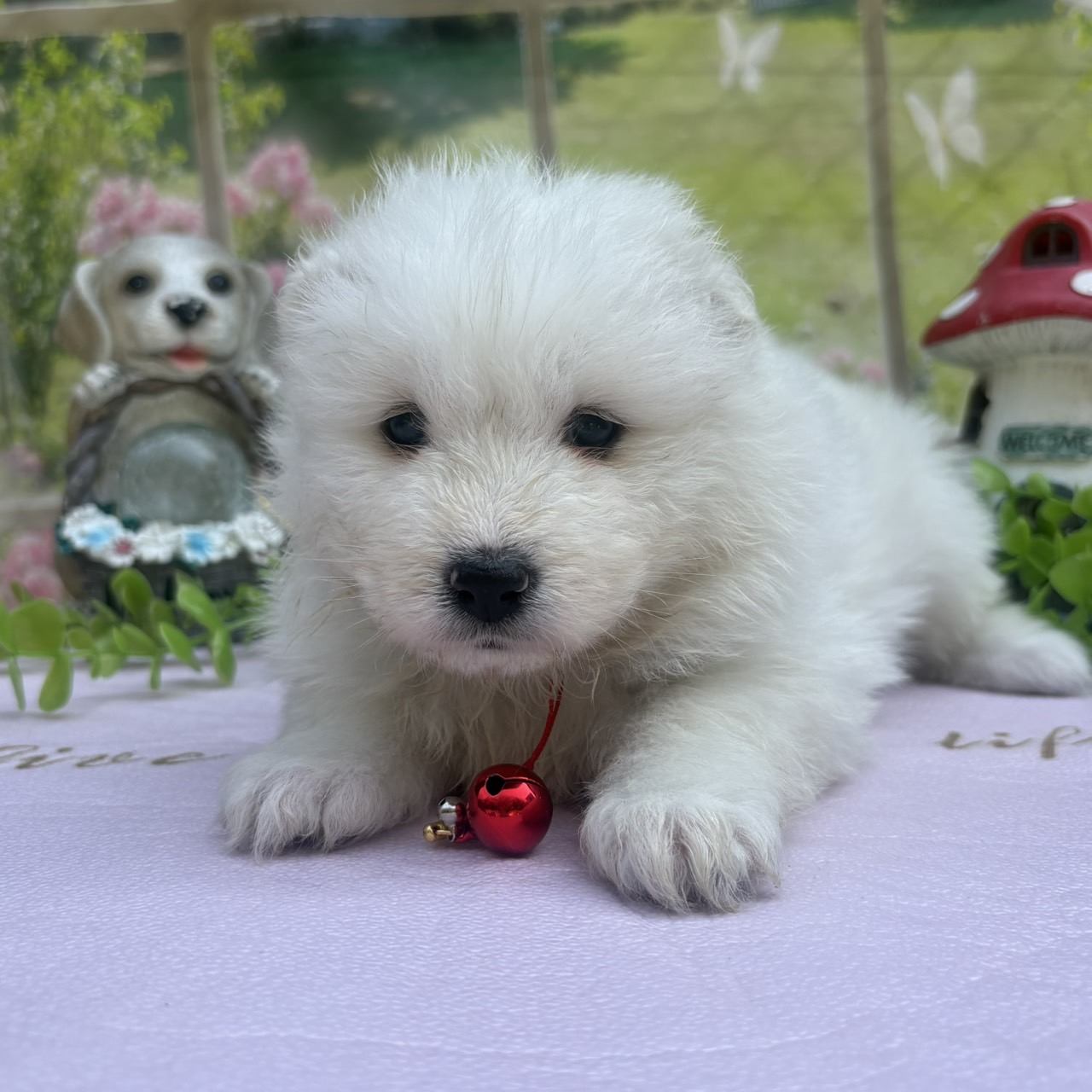 サモエド　赤リボン　メス