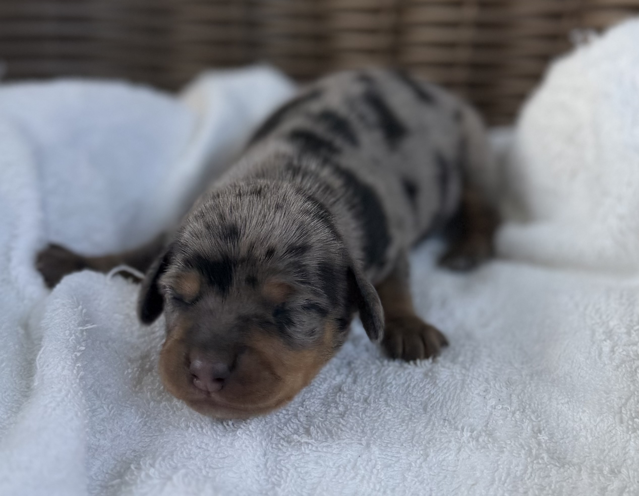 チワックス　シルバーダップル