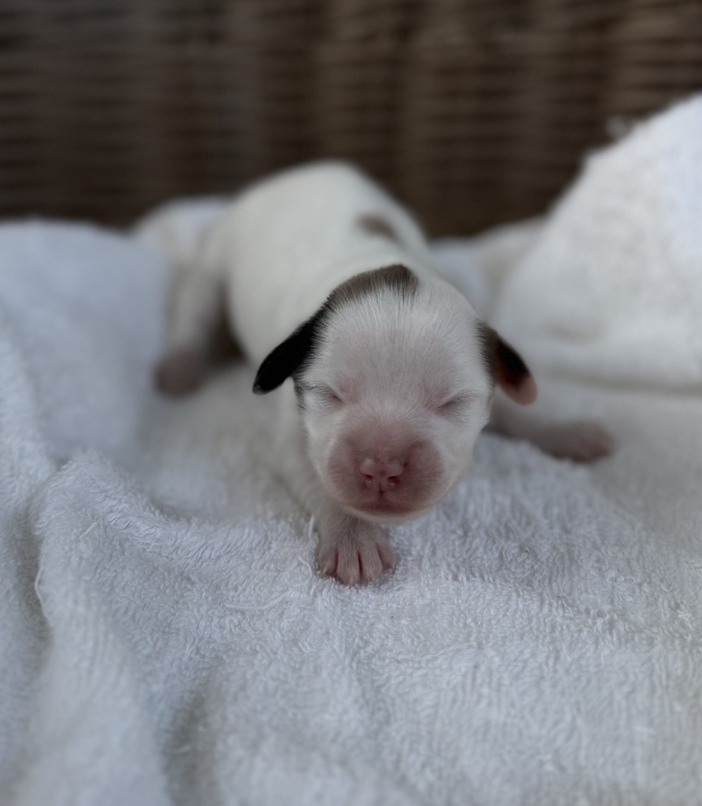 チワックス　パーティー　メス